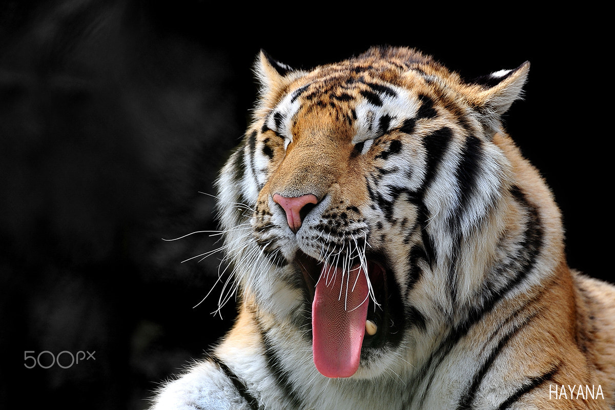 Nikon D3S sample photo. Yawning. photography