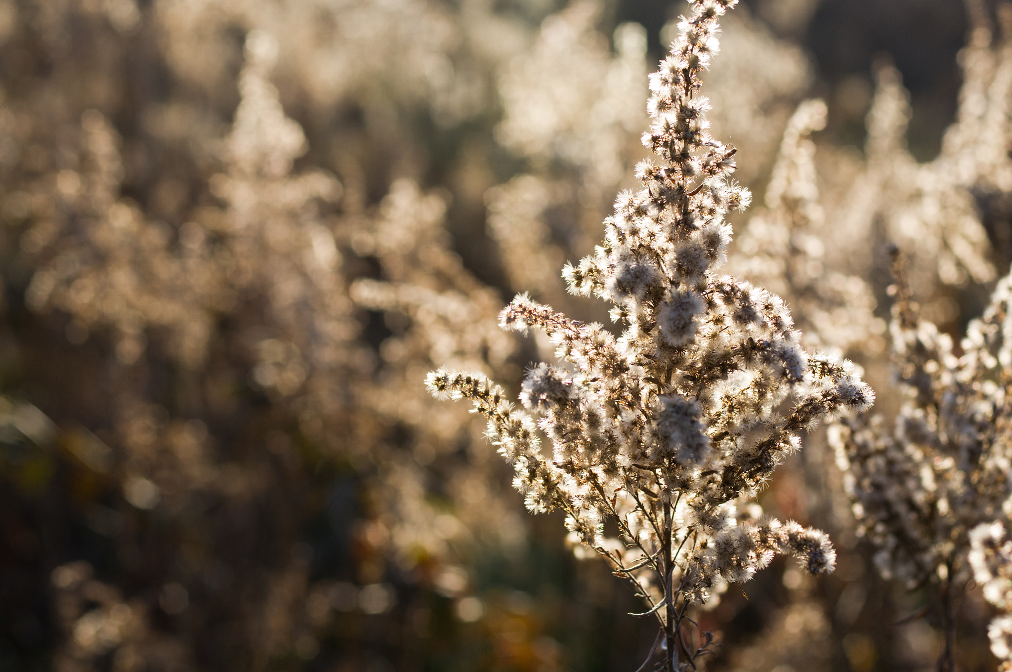 Pentax smc D-FA 50mm F2.8 Macro sample photo. Dried wildflowers -- goldenrod 1 photography