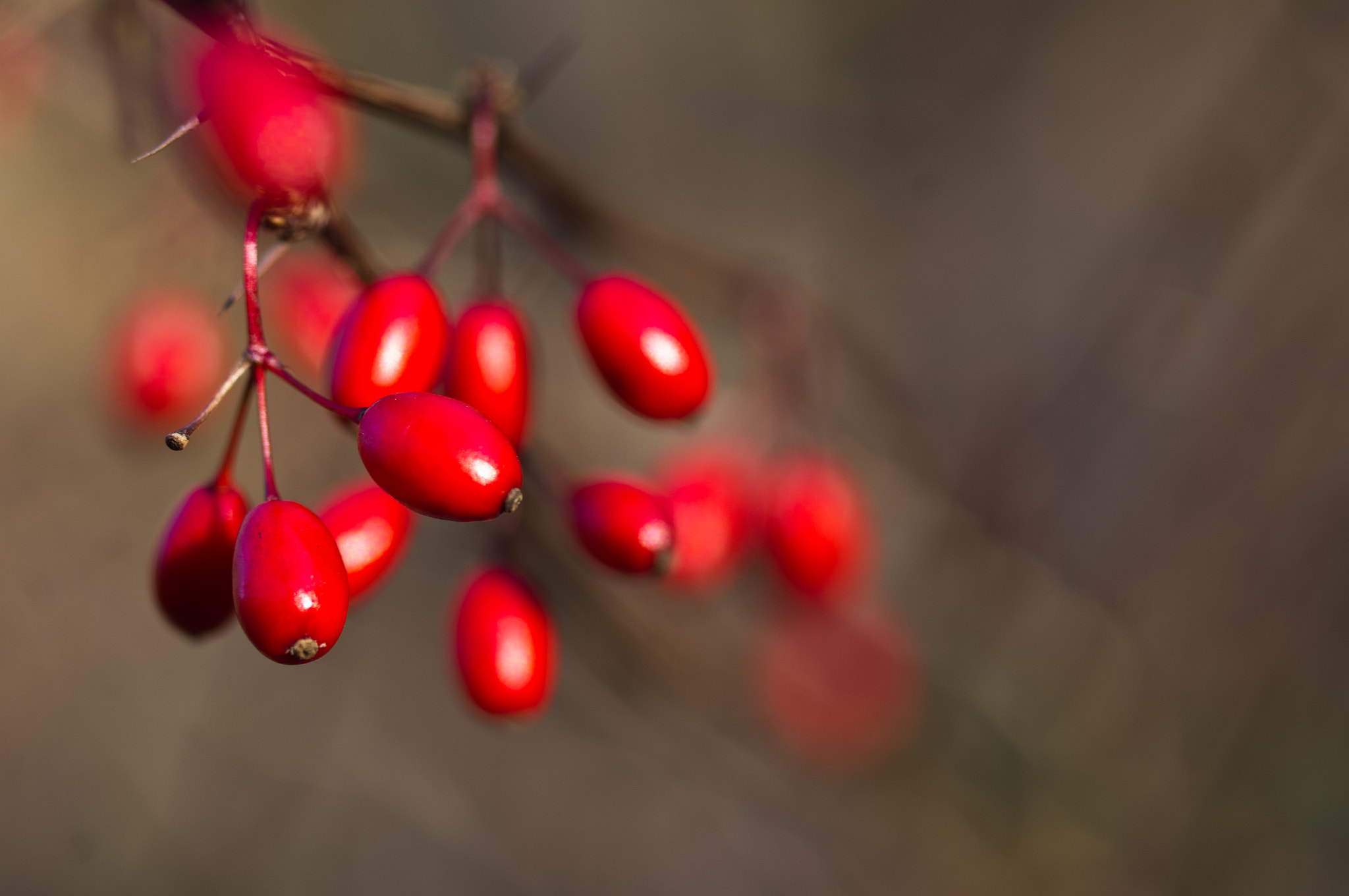 Pentax smc D-FA 50mm F2.8 Macro sample photo. Fall berries photography