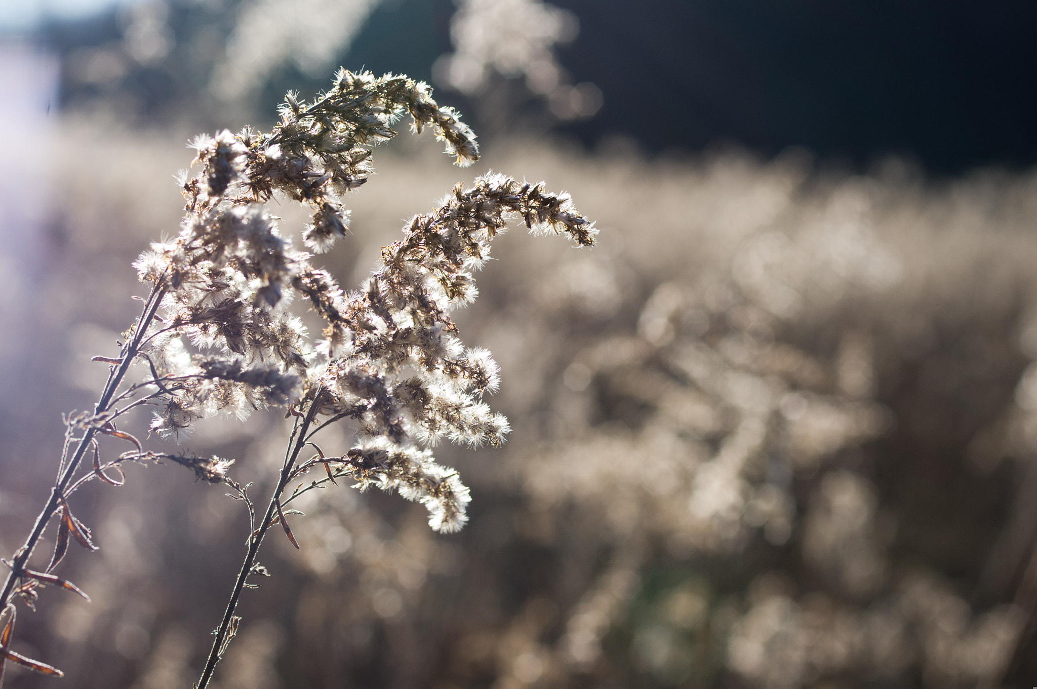 Pentax smc D-FA 50mm F2.8 Macro sample photo. Dried wildflowers -- goldenrod photography