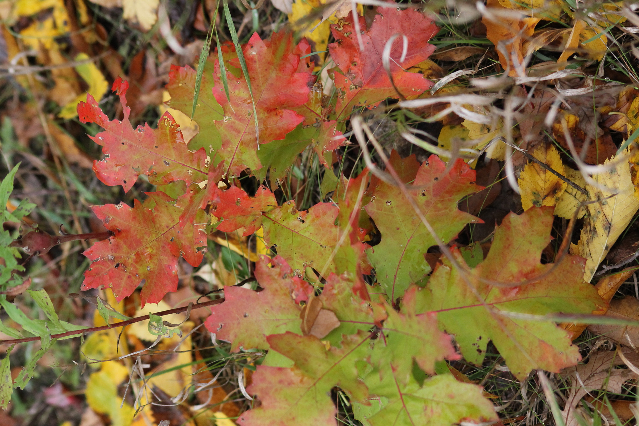 Sigma 70-300mm F4-5.6 APO DG Macro sample photo. Colorful leaves photography