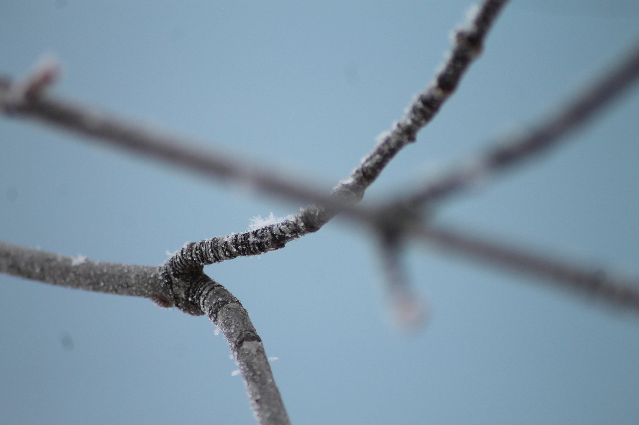 Sigma 70-300mm F4-5.6 APO DG Macro sample photo. Frosted branch photography