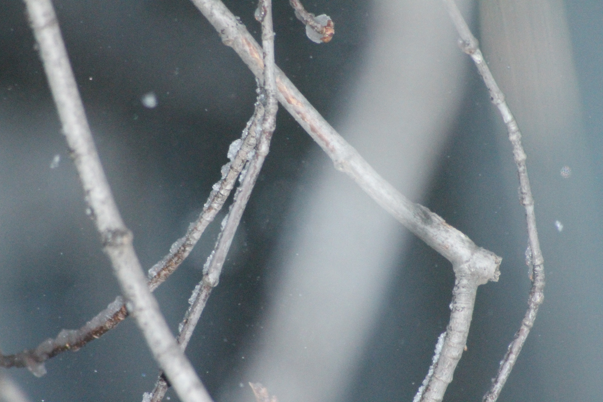 Sigma 70-300mm F4-5.6 APO DG Macro sample photo. Iced up photography