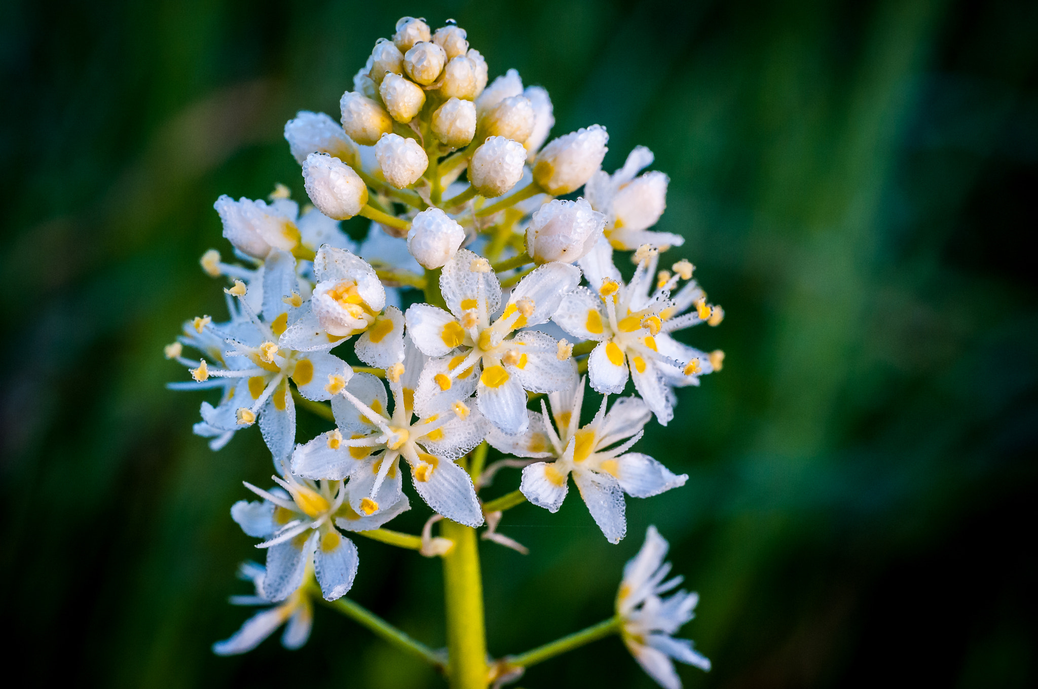 Nikon D300S + Sigma 70mm F2.8 EX DG Macro sample photo. Nutall's death camass with dew photography