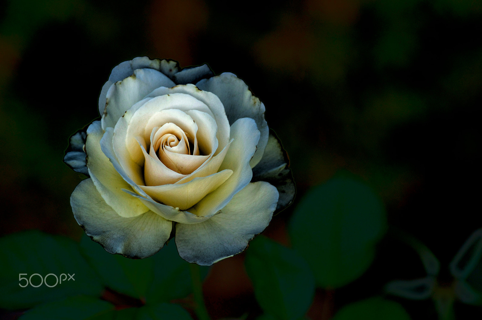 Sony 75-300mm F4.5-5.6 sample photo. White rose photography