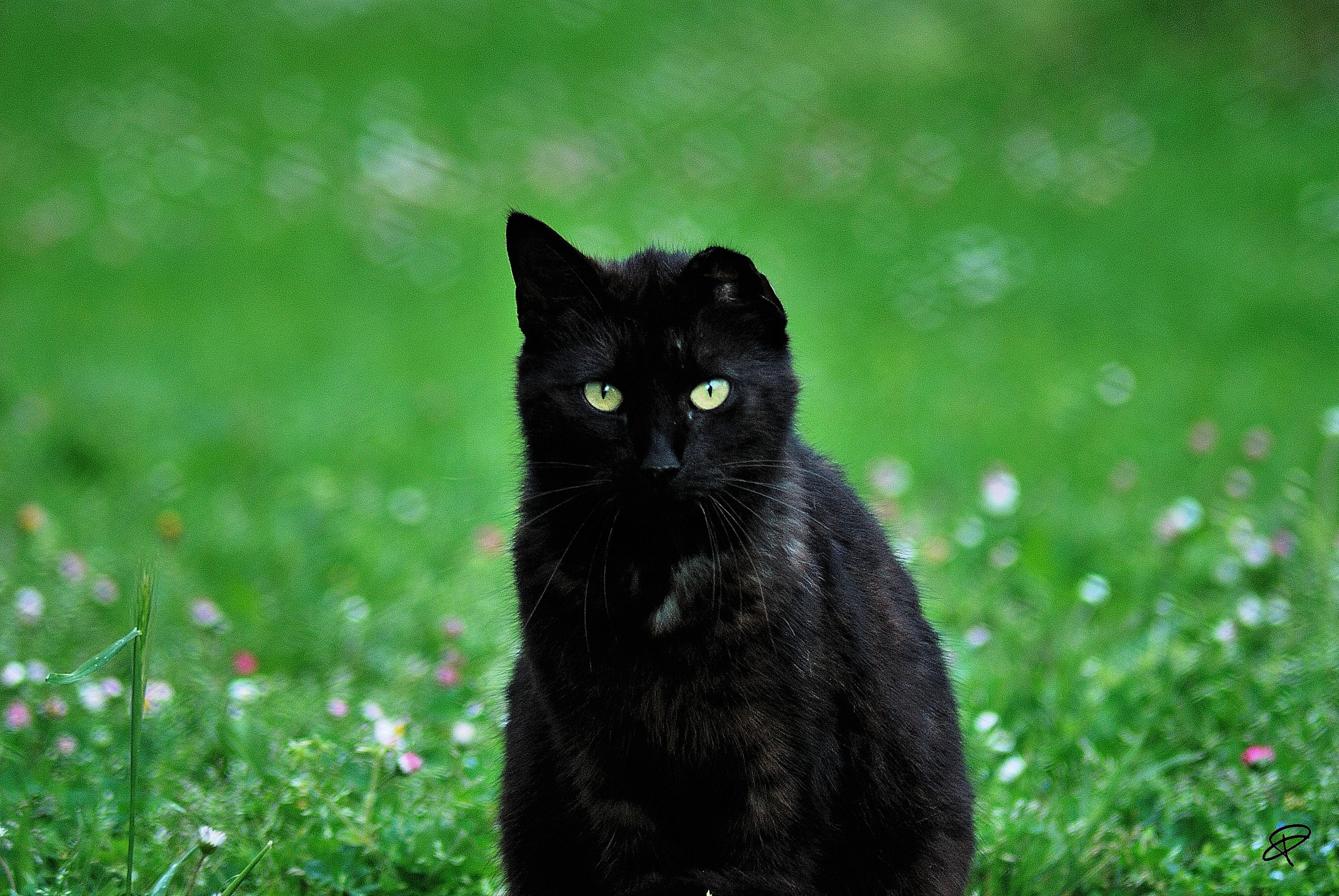 Nikon AF Nikkor 70-300mm F4-5.6G sample photo. Cat's eye photography
