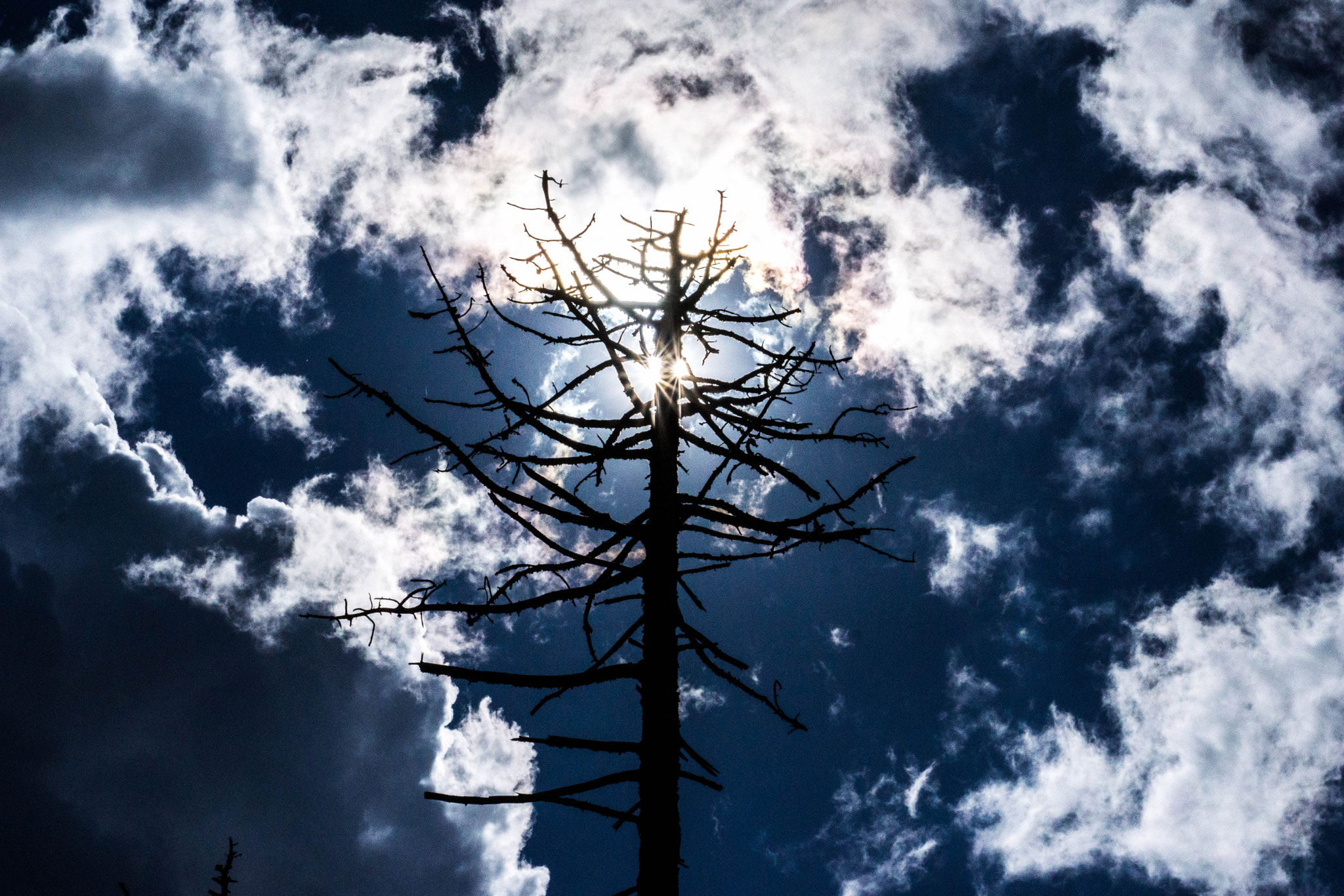 Sony DT 55-300mm F4.5-5.6 SAM sample photo. In to the sky photography