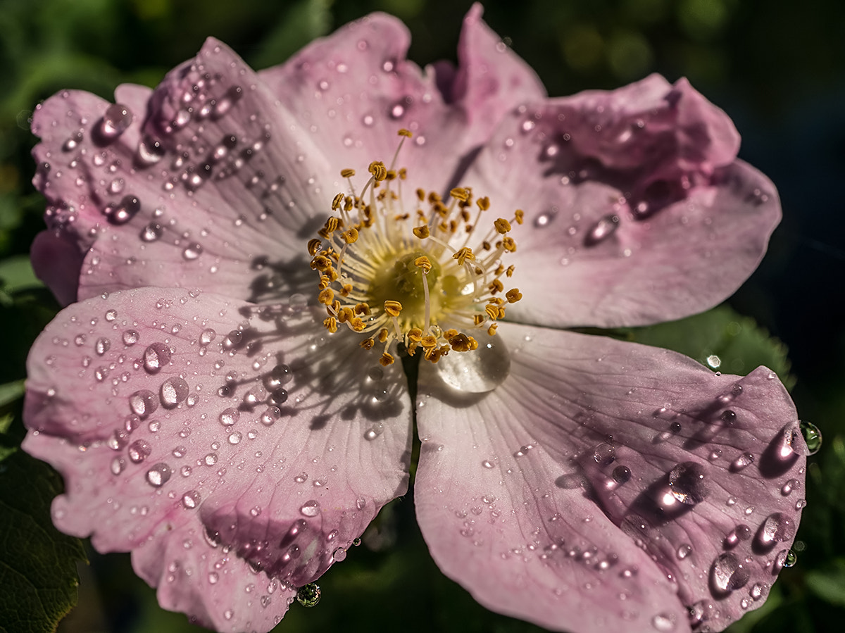 Sony Alpha NEX-6 + Sony E 30mm F3.5 Macro sample photo. 1234 photography