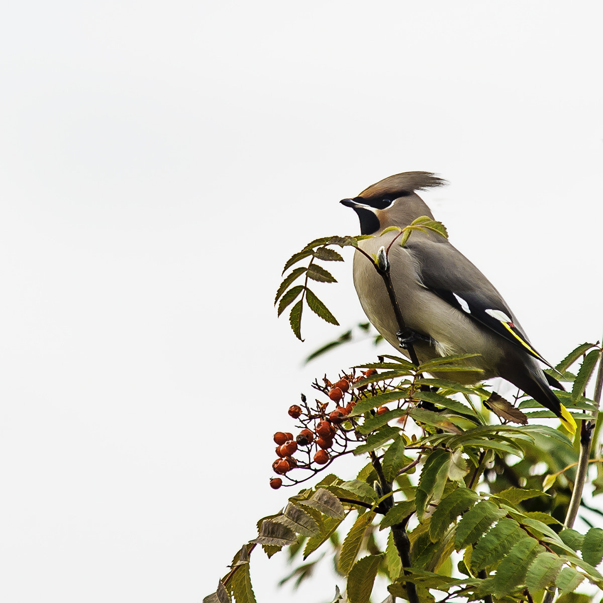 Sigma 70-200mm F2.8 EX DG Macro HSM II sample photo. Waxwing photography