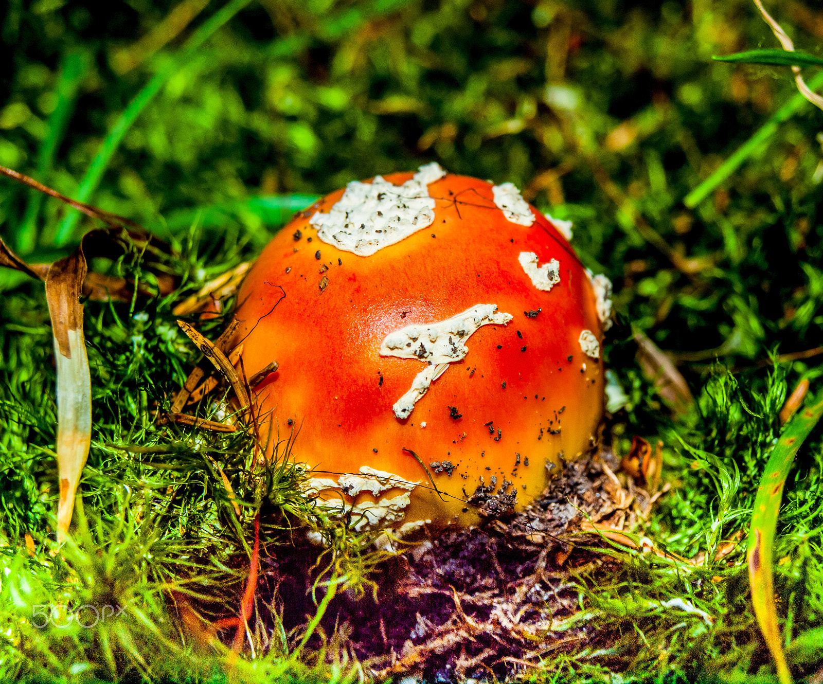 Olympus E-620 (EVOLT E-620) + OLYMPUS 14-42mm Lens sample photo. Amanita muscaria photography