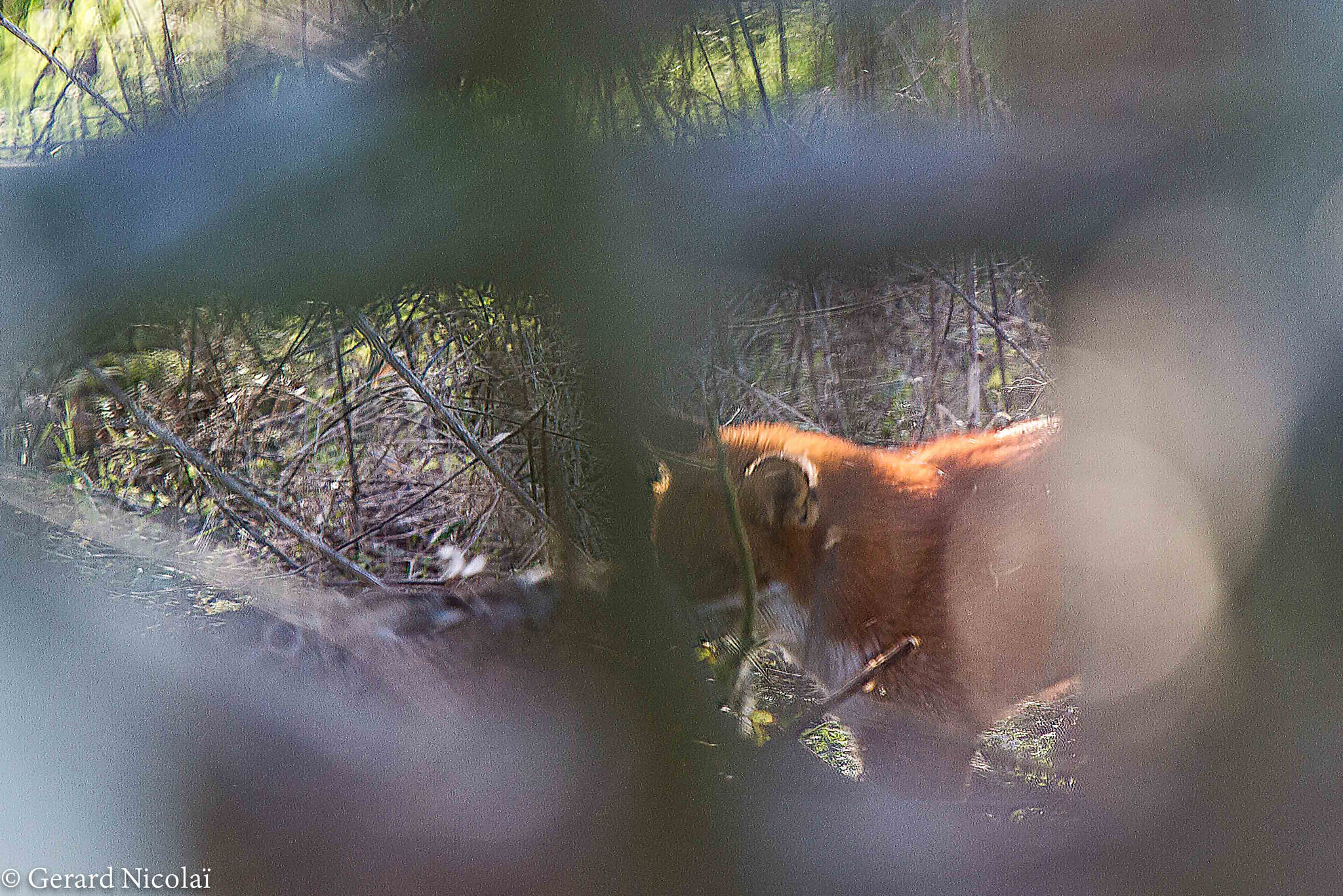 Canon EF 300mm F2.8L IS USM sample photo. Fox caught a hare photography