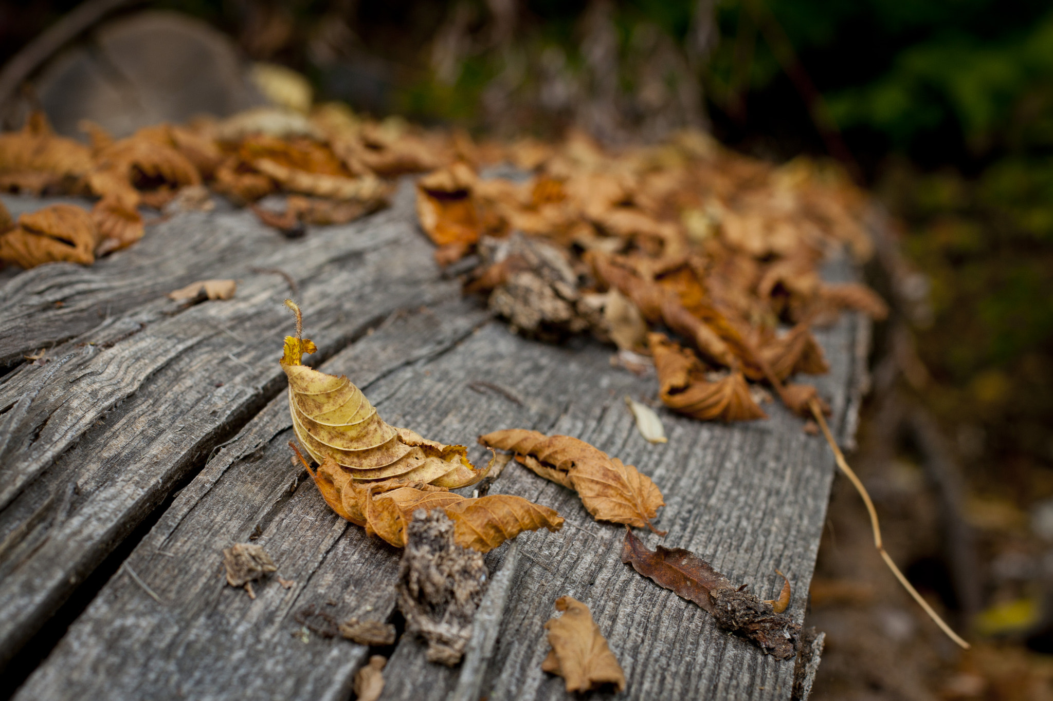 Canon EOS 30D + Canon EF 50mm F1.4 USM sample photo. Nature fall photography