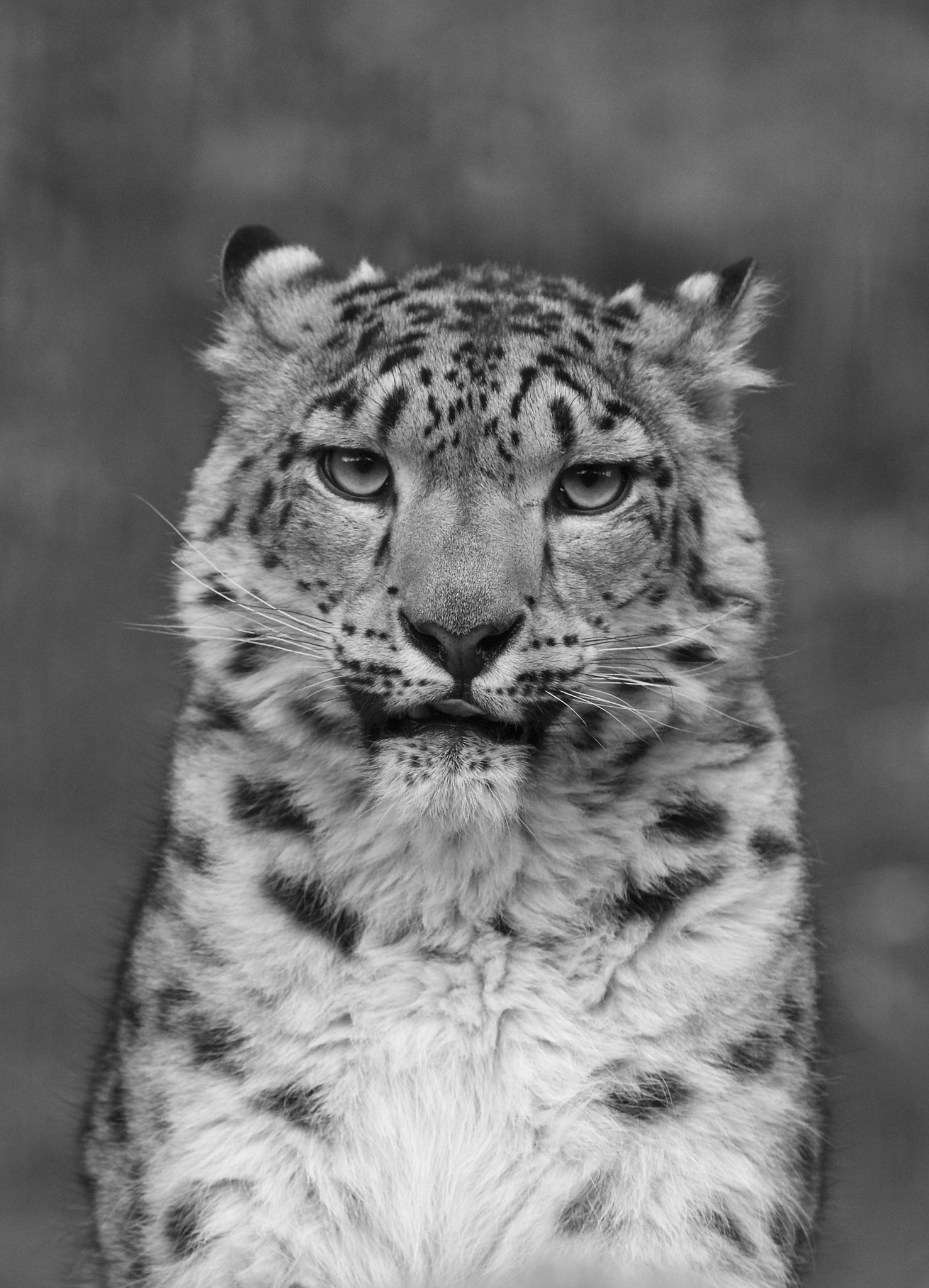 Canon EF 300mm F2.8L IS II USM sample photo. Beauty geeta photography
