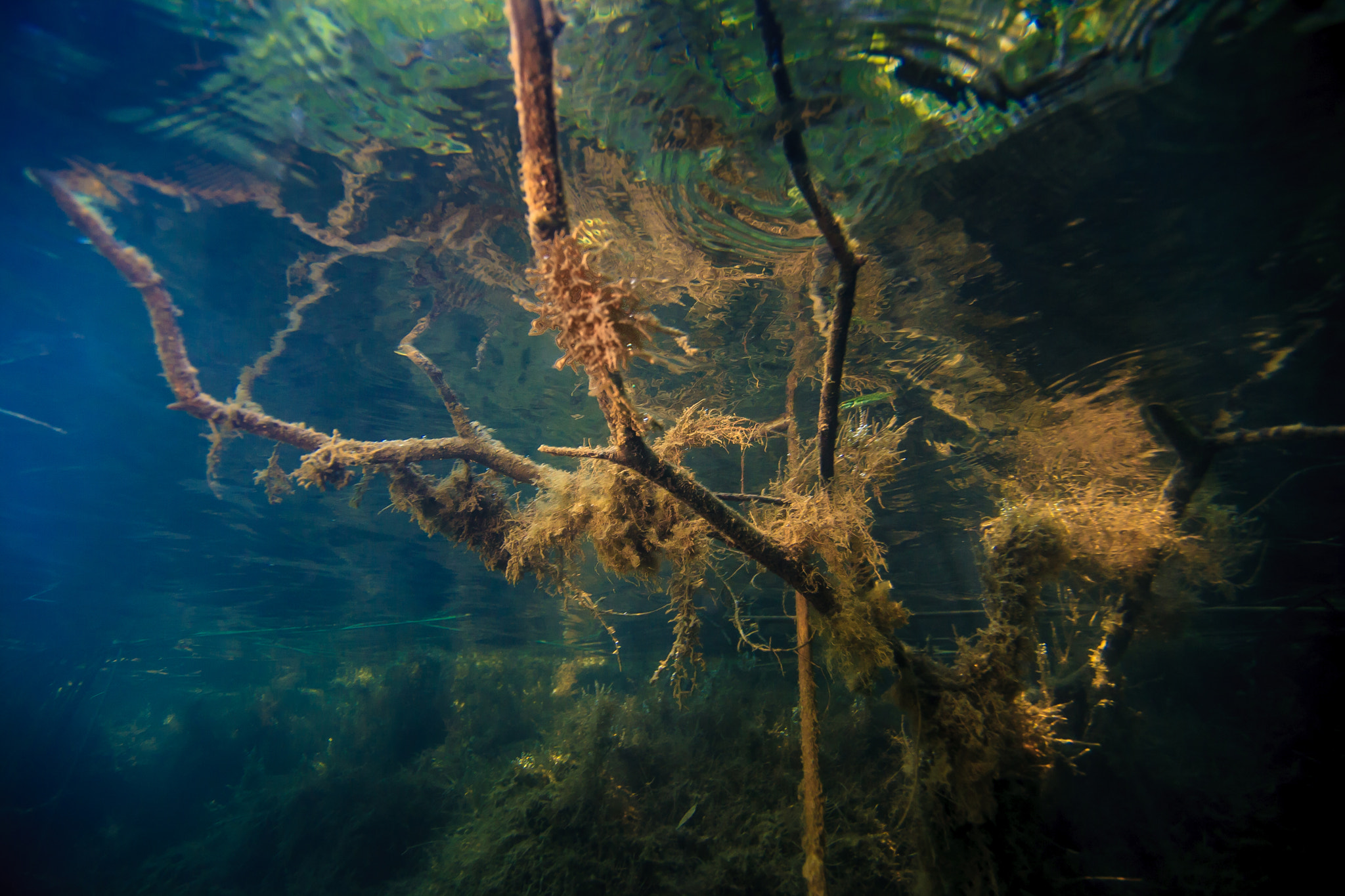 Tokina AT-X Pro 12-24mm F4 (IF) DX sample photo. Rotting branches photography
