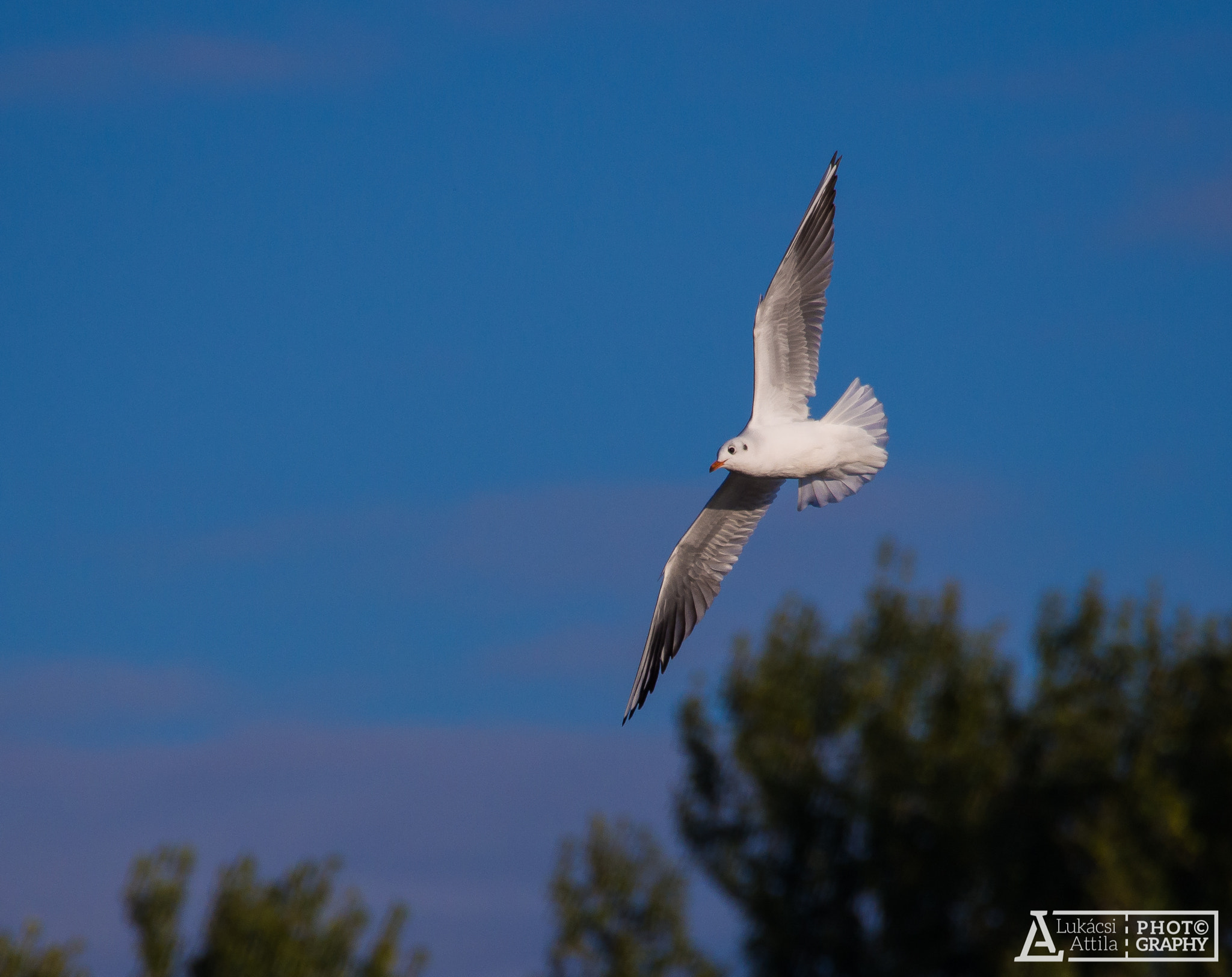 Olympus PEN E-PL5 + OLYMPUS M.75-300mm F4.8-6.7 sample photo. Seagull in the sky photography