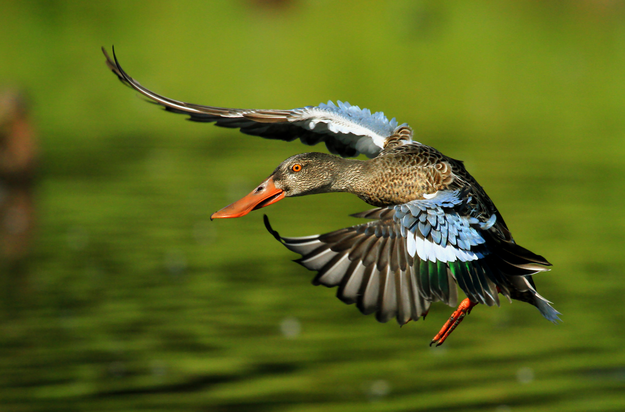 Canon EF 100-400mm F4.5-5.6L IS USM sample photo. Landing gear photography