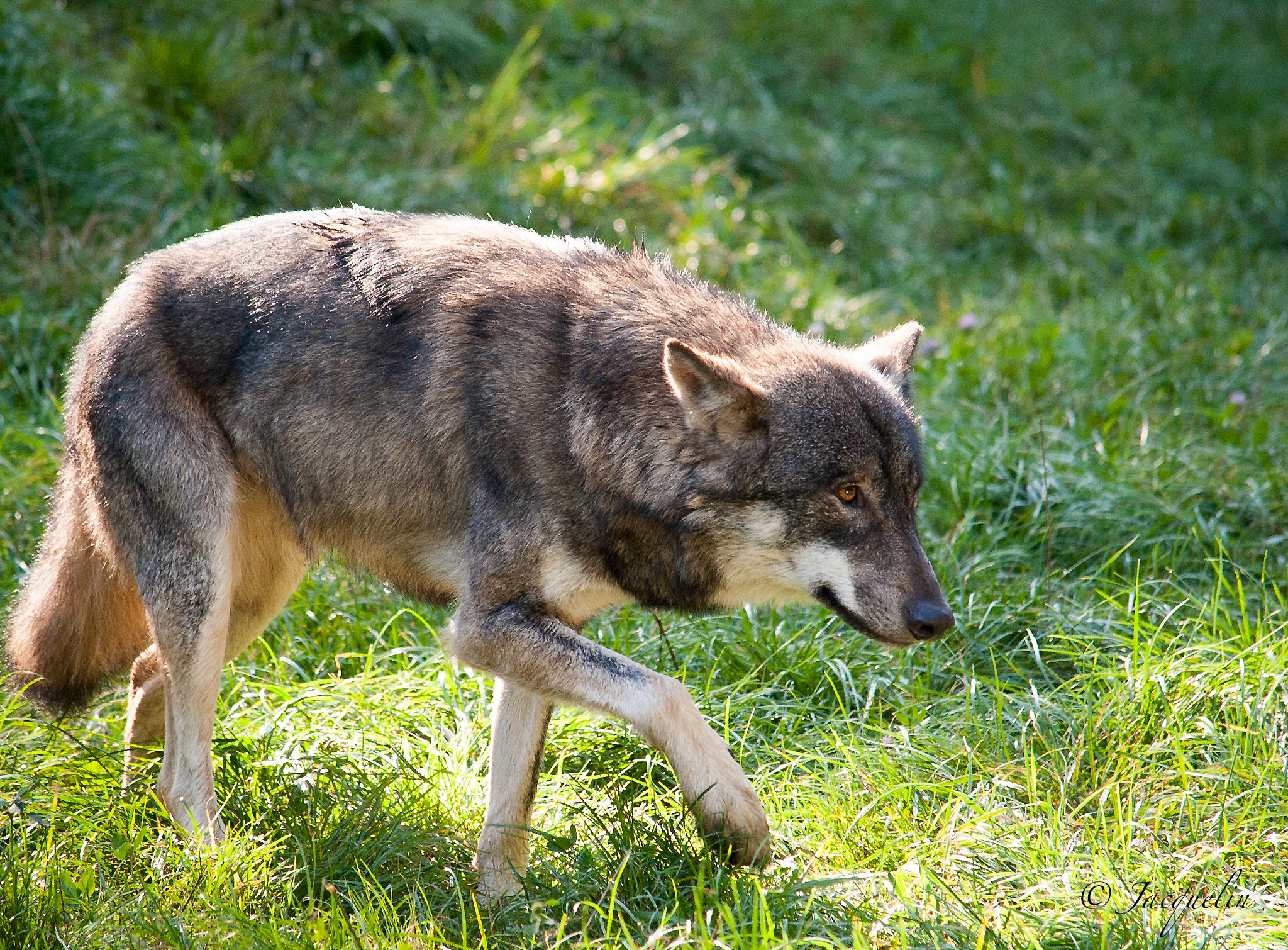 Nikon D3 sample photo. Wolf photography