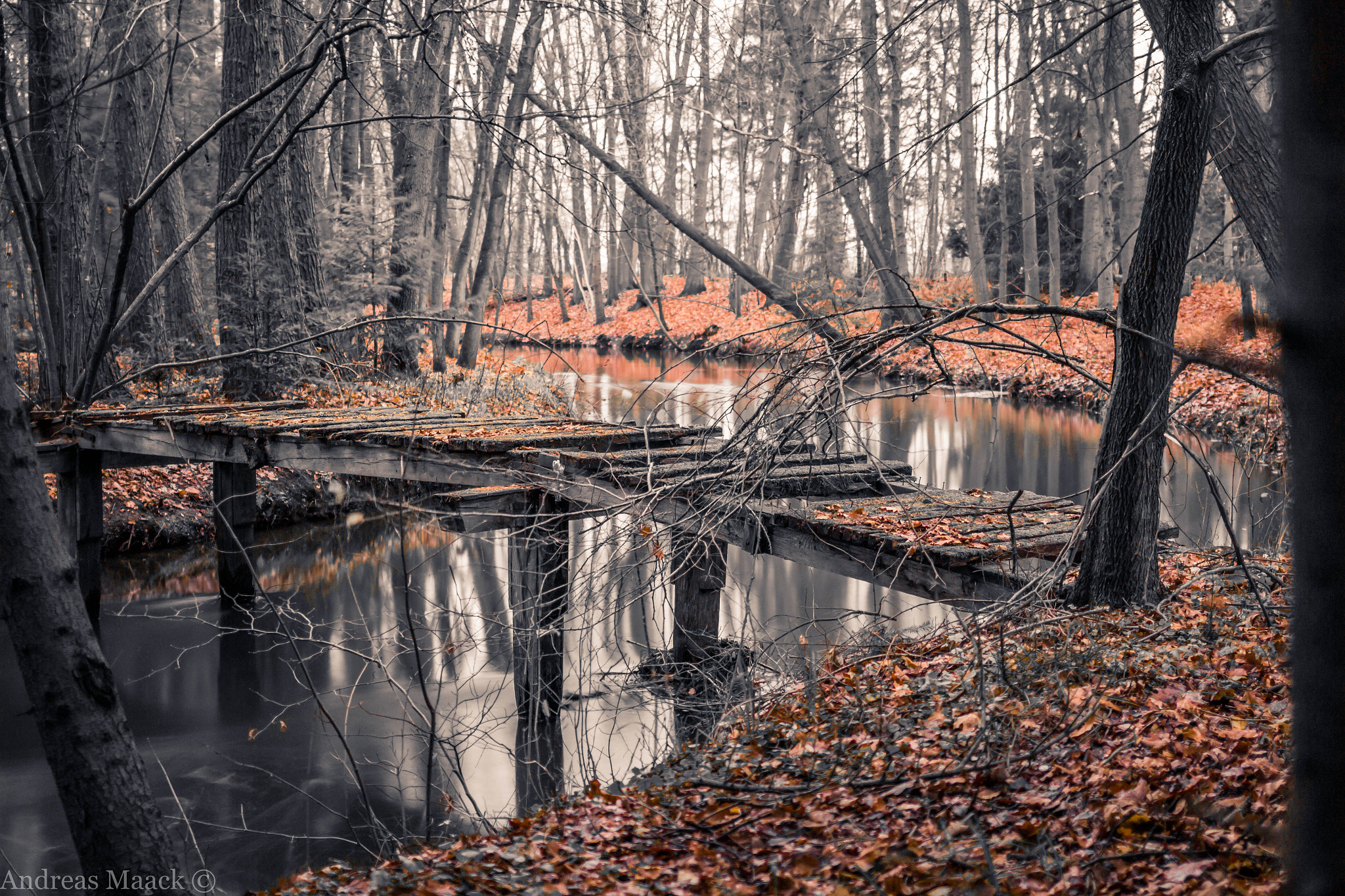 Canon EF 35mm F2 IS USM sample photo. Lost bridge in the forrest photography