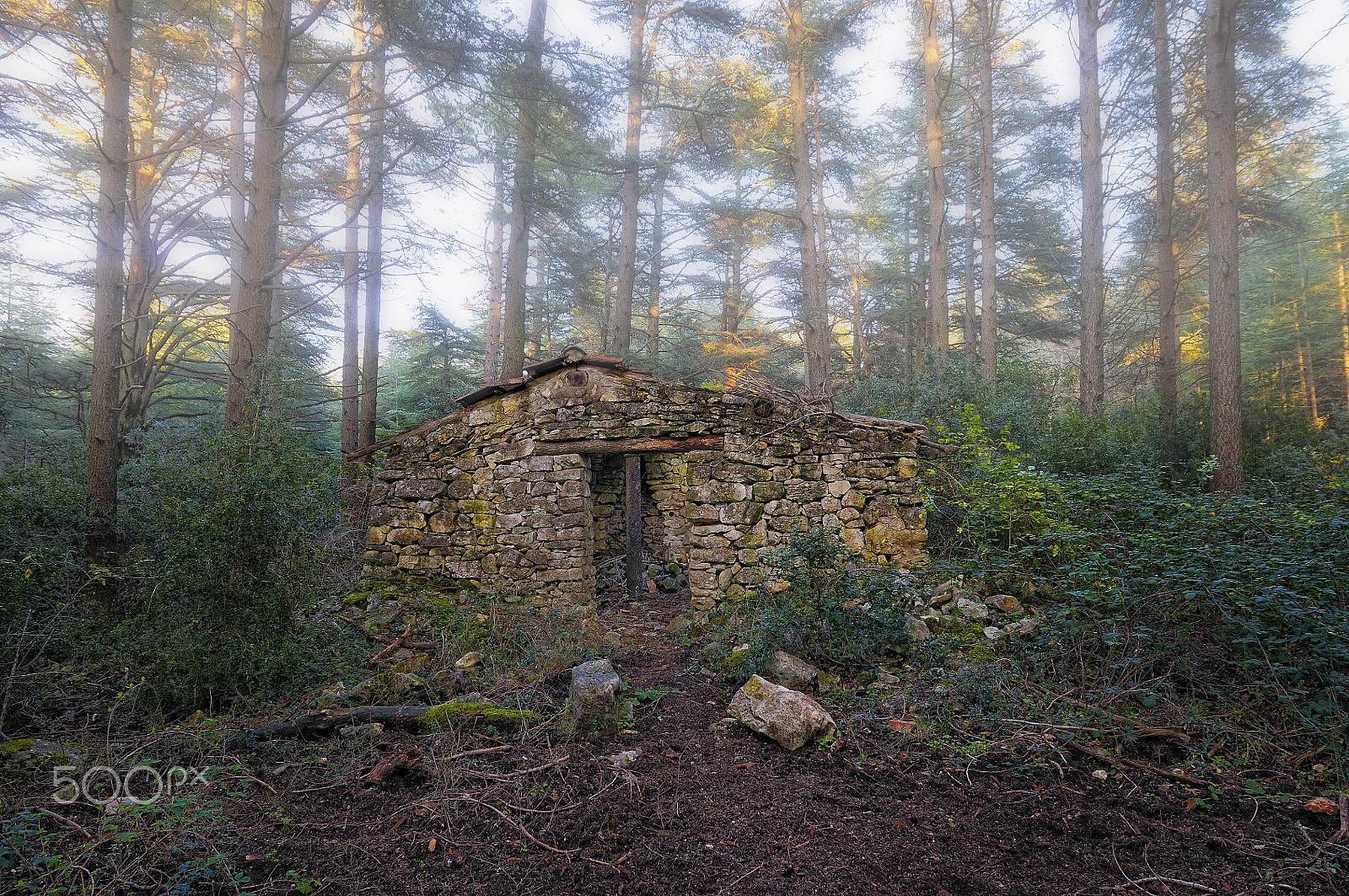 Nikon AF-S Nikkor 14-24mm F2.8G ED sample photo. Forêt photography