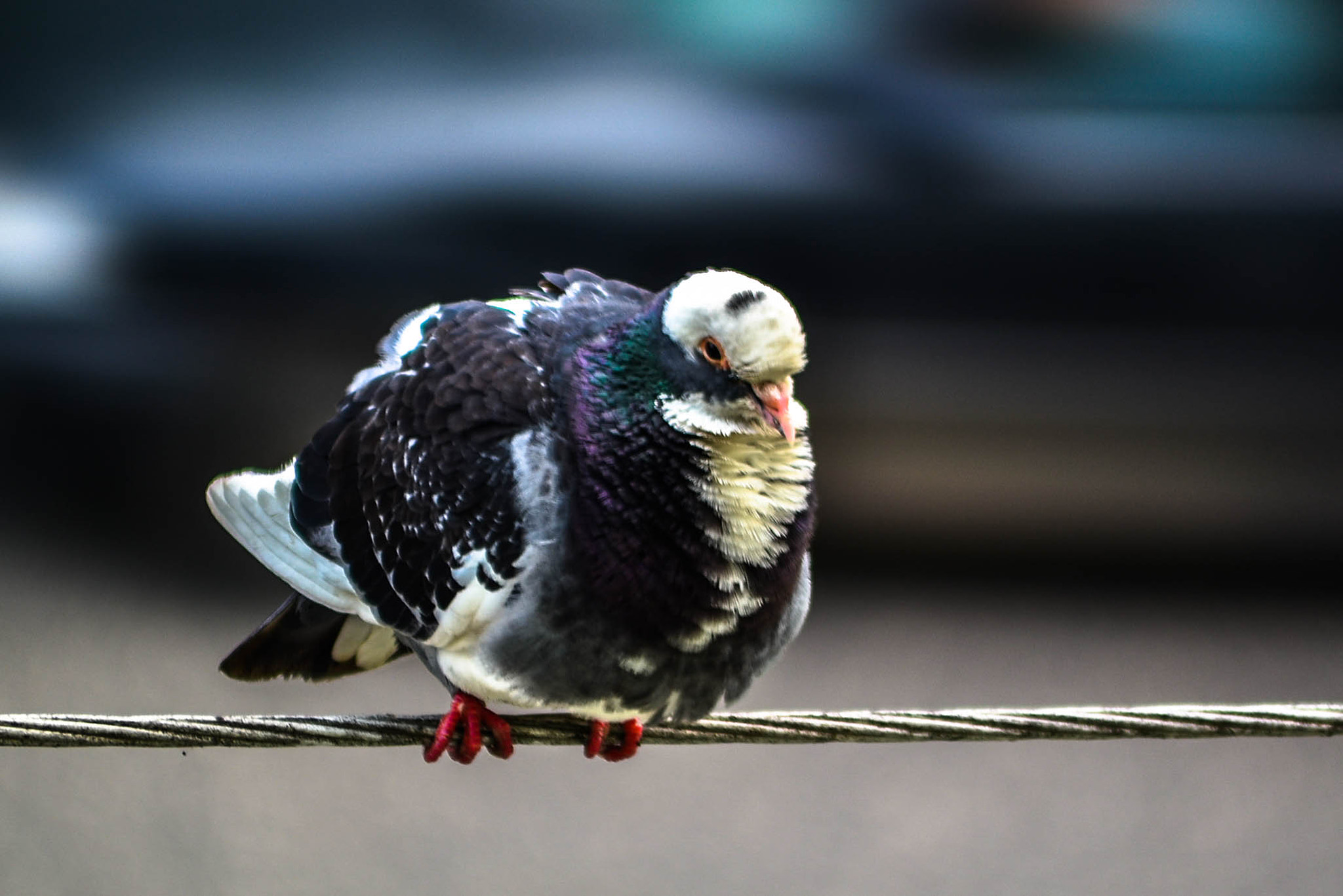 AF Zoom-Nikkor 35-70mm f/2.8 sample photo. Dove photography