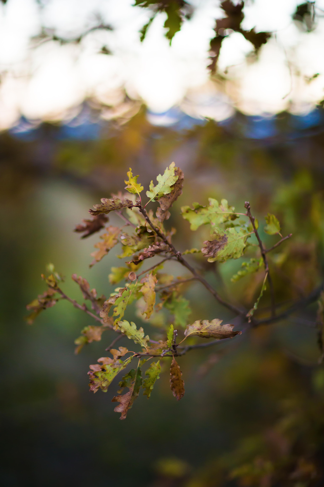 Canon EOS 6D + Canon EF 85mm F1.2 sample photo. Leaves photography