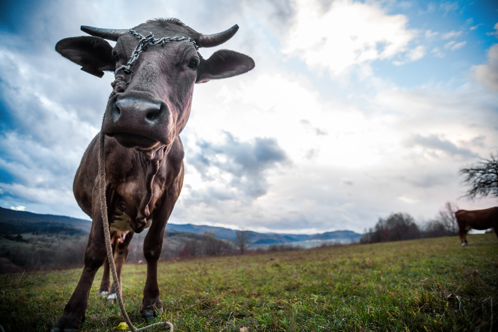 Canon EF 20-35mm f/2.8L sample photo. Cow on a field photography