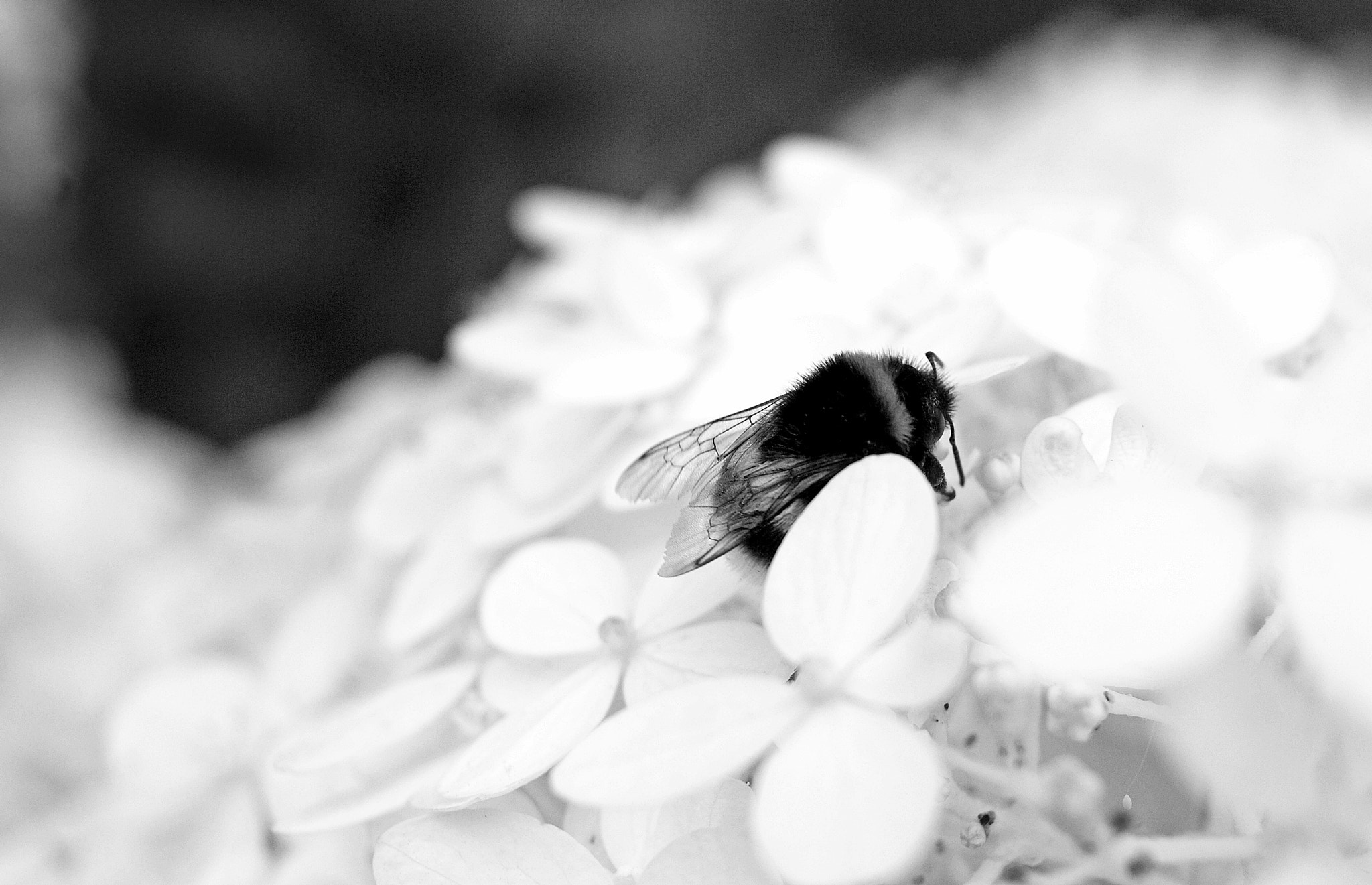 Sony DT 18-55mm F3.5-5.6 SAM sample photo. Flower photography