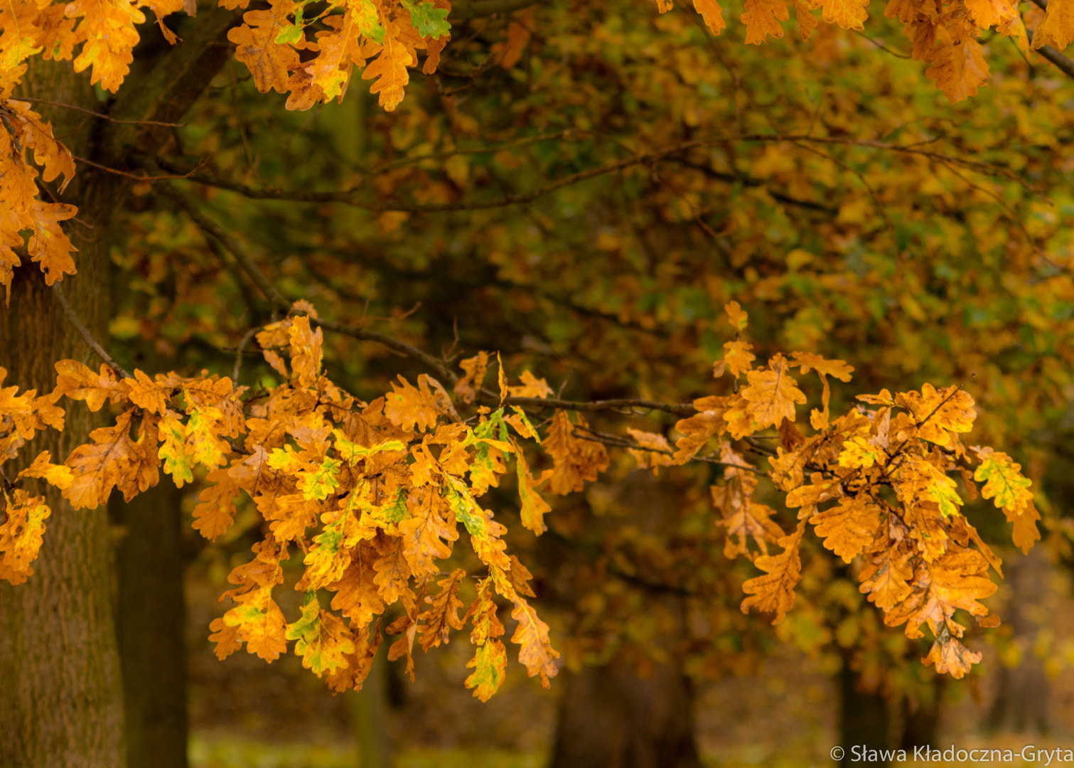 Nikon D7100 + AF Zoom-Nikkor 70-210mm f/4 sample photo. Autumn photography