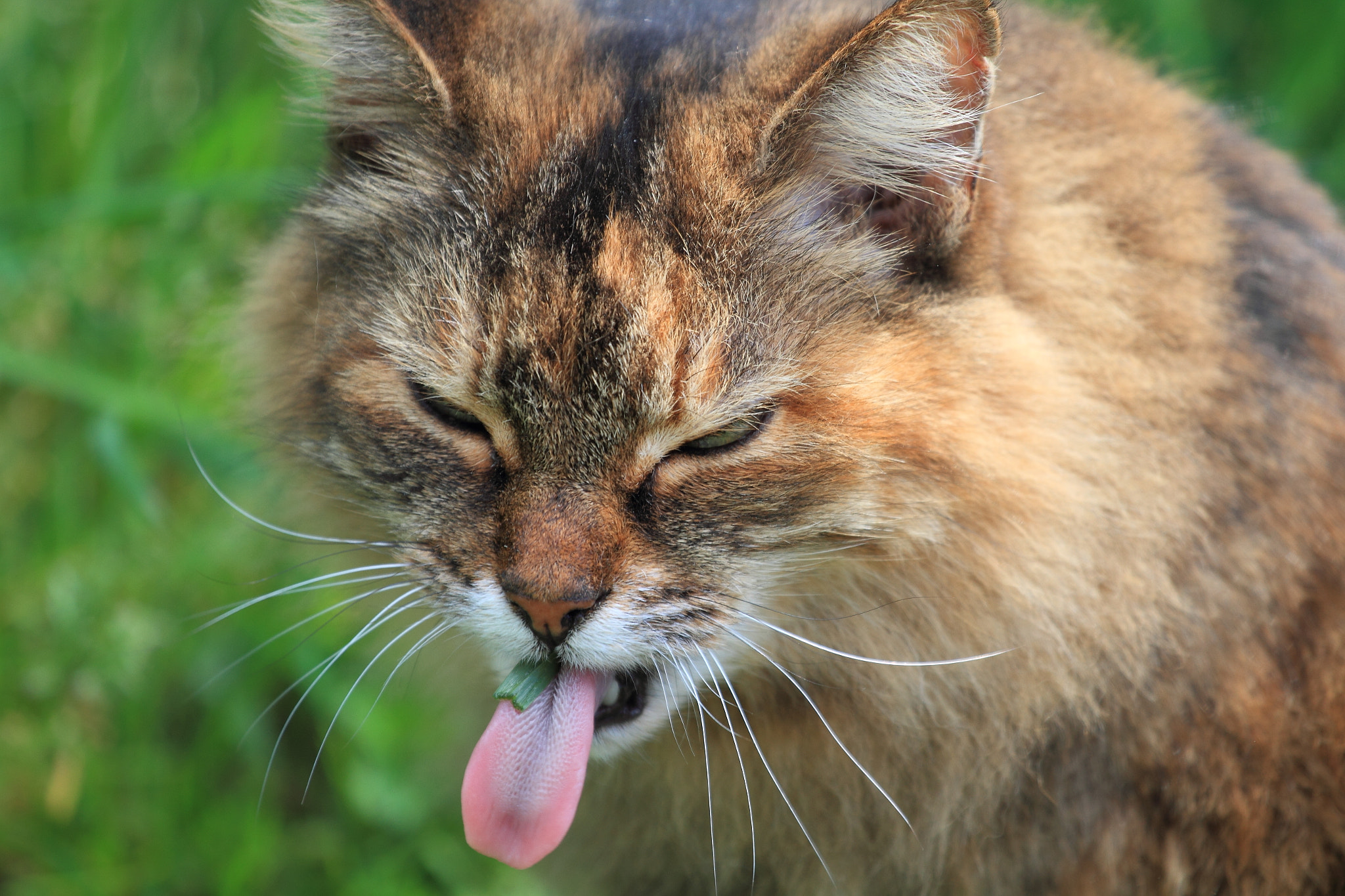 Canon EOS 7D + Canon EF 70-200mm F4L USM sample photo. Gag! photography