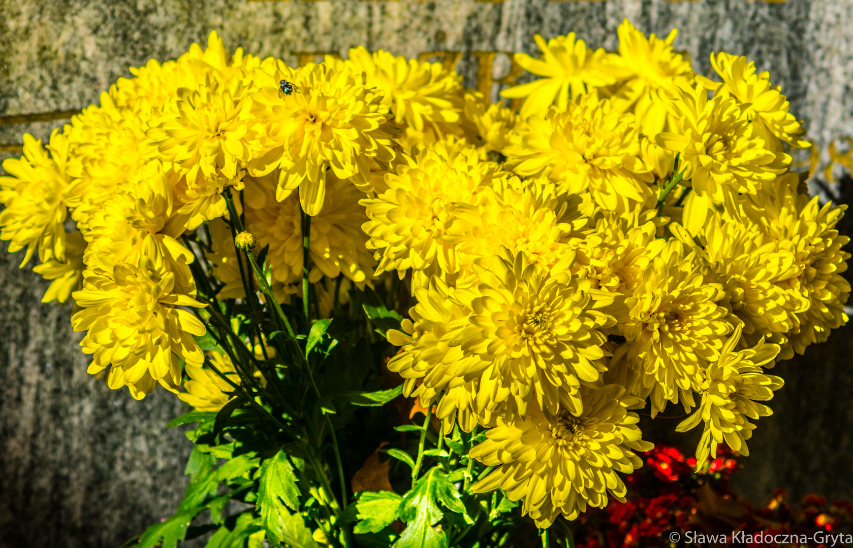 Nikon D7100 + AF Zoom-Nikkor 70-210mm f/4 sample photo. Flowers photography