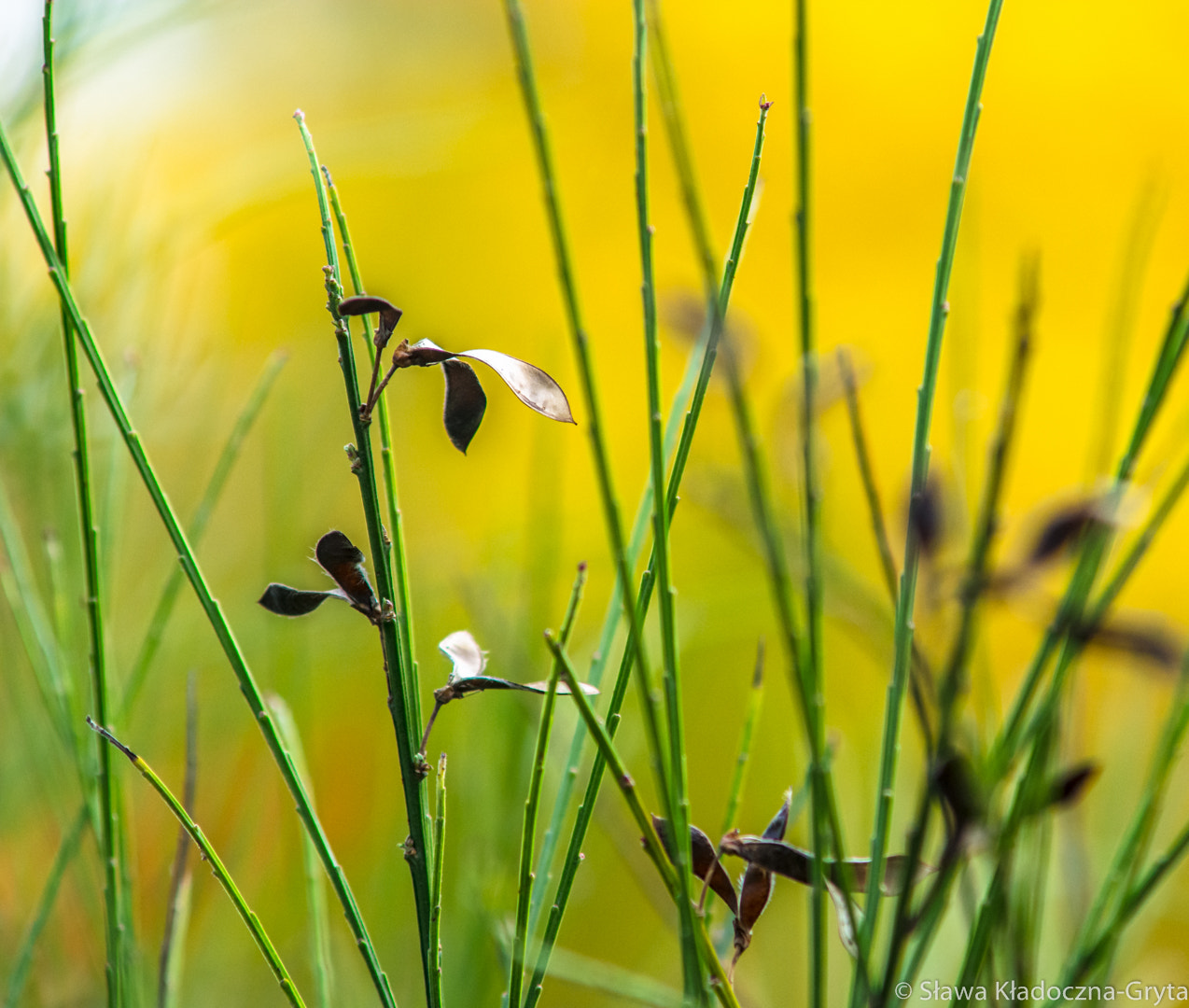 Nikon D7100 + AF Zoom-Nikkor 70-210mm f/4 sample photo. Plants photography