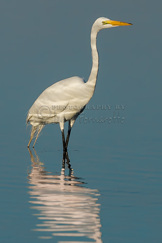 Canon EOS-1D Mark II + Canon EF 600mm f/4L IS sample photo. Great egret photography