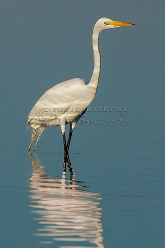 Canon EF 600mm f/4L IS sample photo. Great egret photography