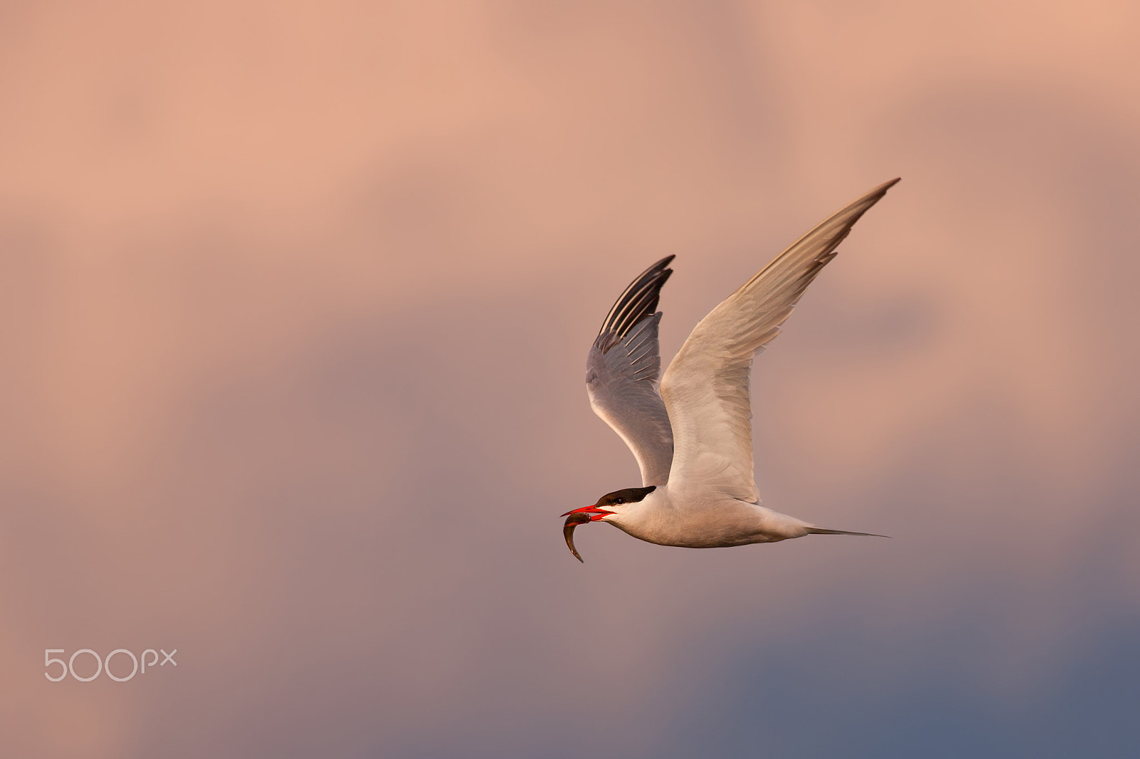 Canon EOS 40D + Canon EF 400mm F5.6L USM sample photo. Flight of the tern photography