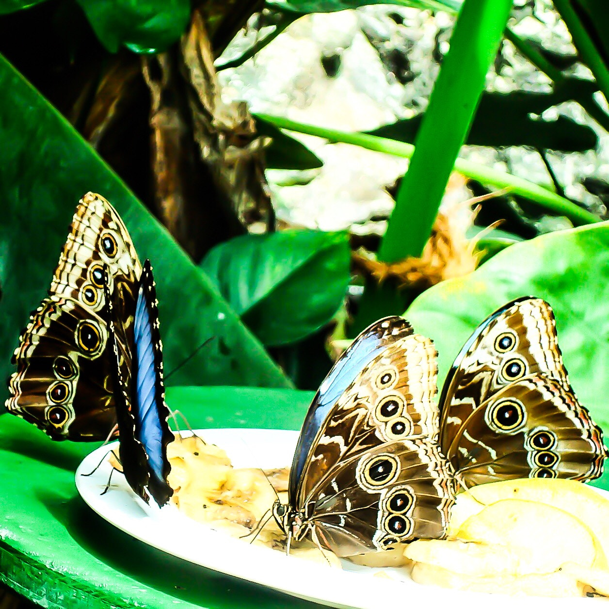 Sony DSC-W85 sample photo. Butterfly family eating bananas at breakfast time photography
