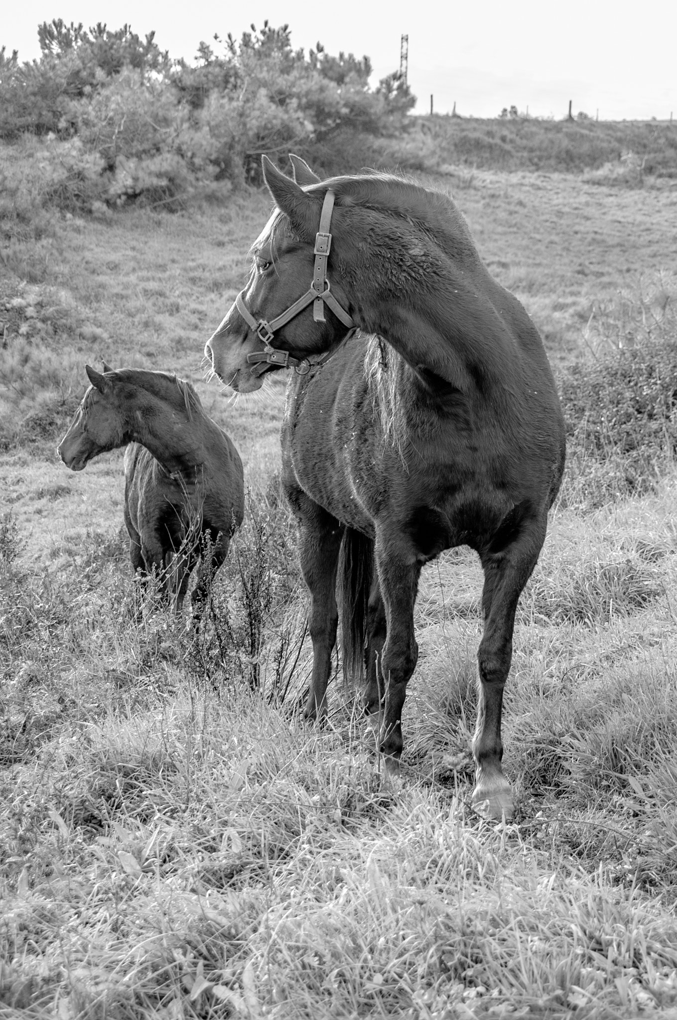 Sigma 18-250mm F3.5-6.3 DC OS HSM sample photo. Two horses. photography