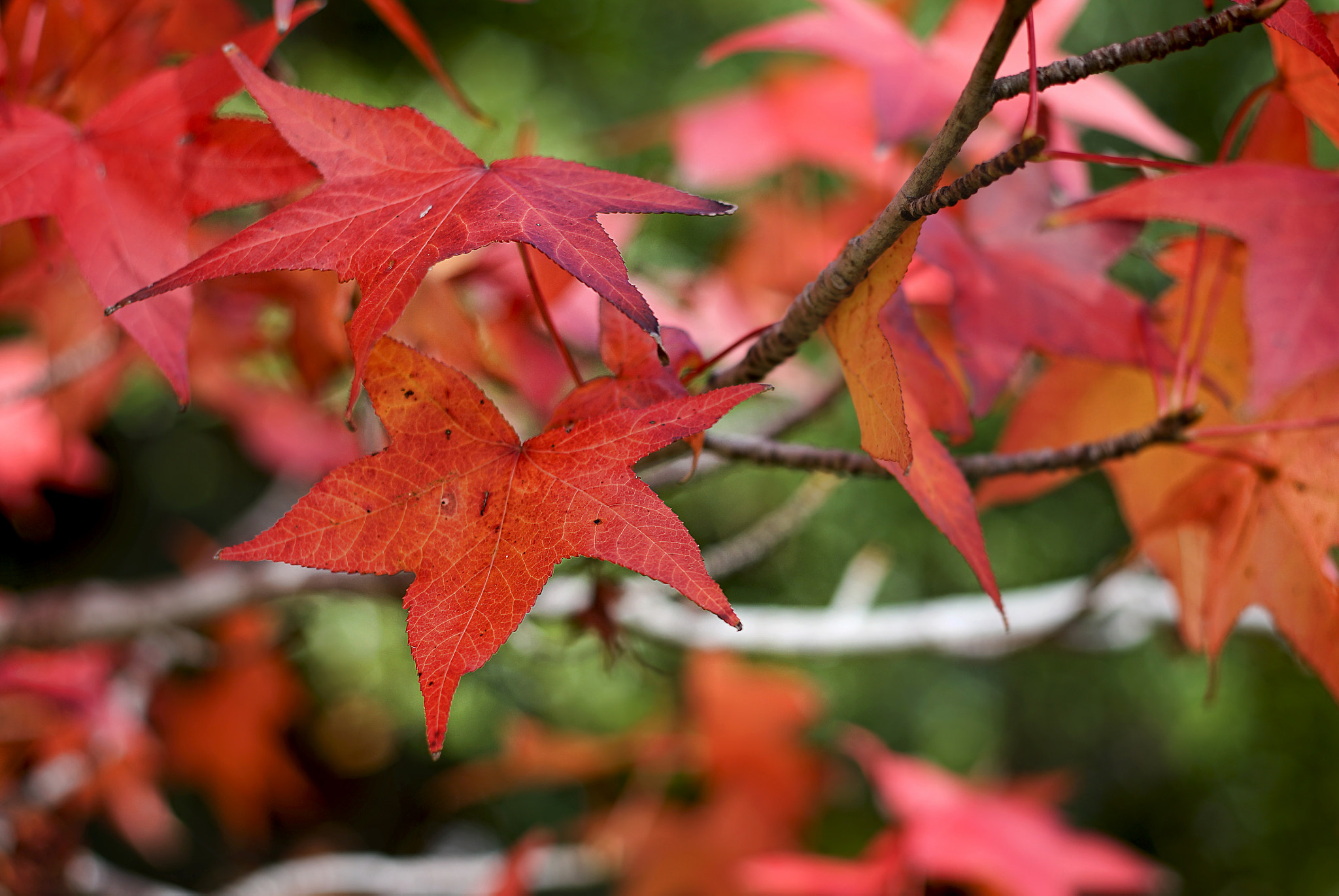 50mm F1.8 sample photo. Autumn photography