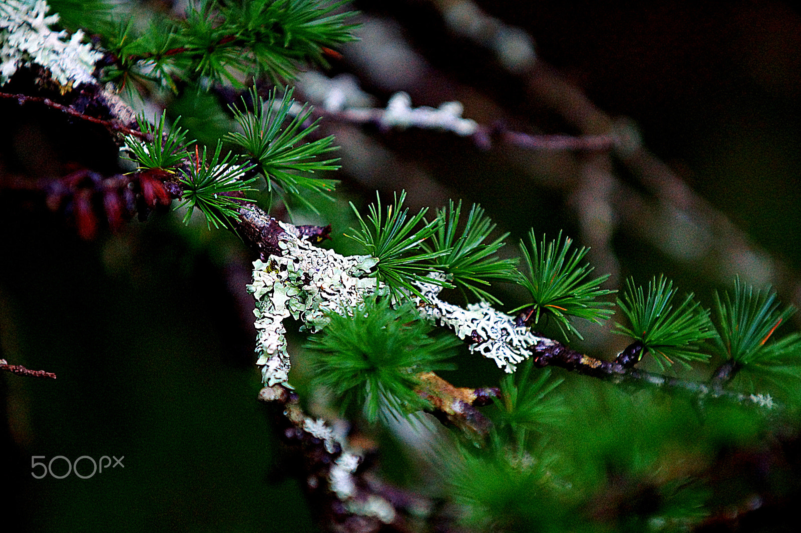 Sony 70-200mm F2.8 G SSM II sample photo. Cover up photography