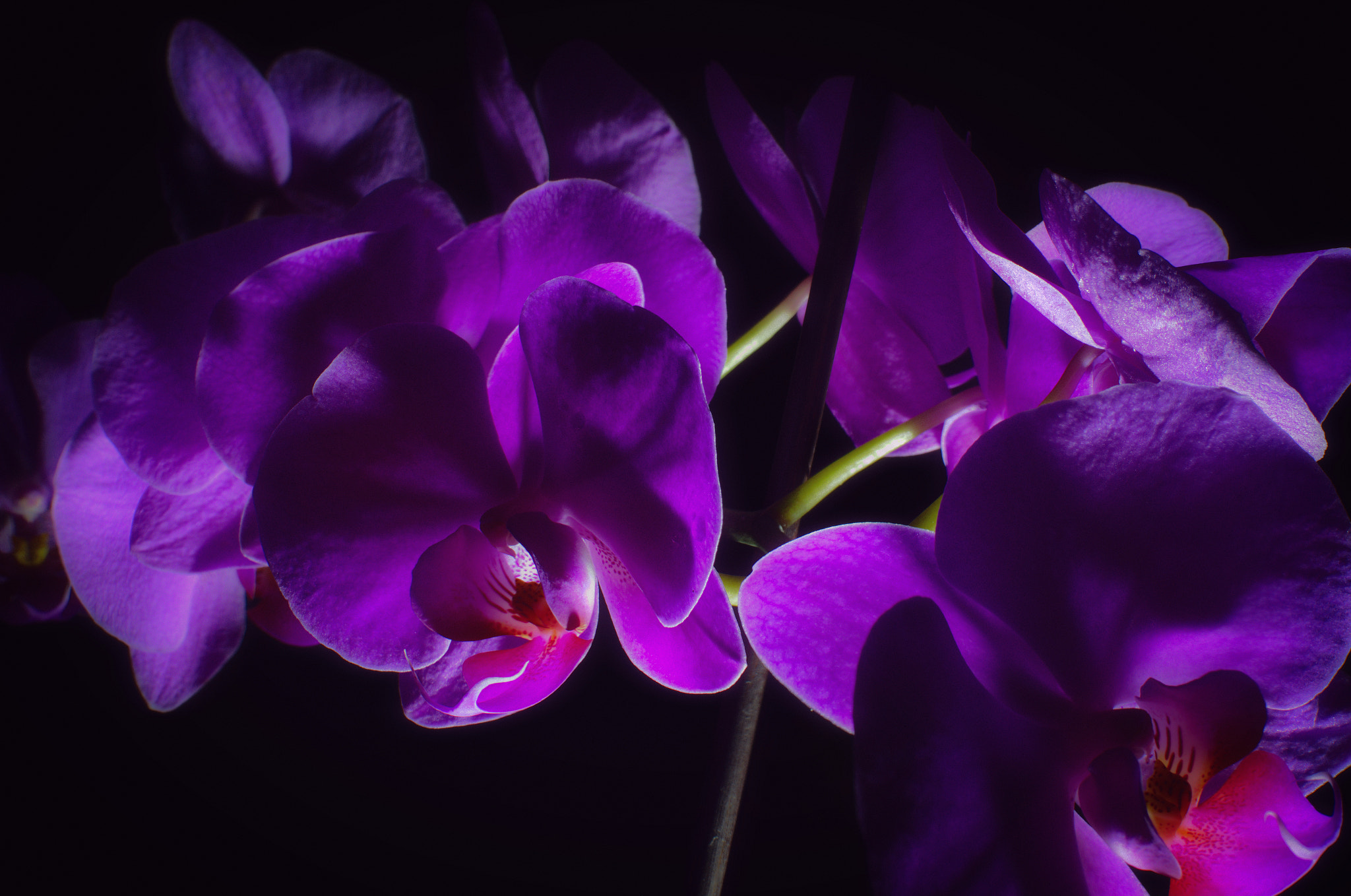 Nikon D7000 + AF-S Nikkor 35mm f/1.8G sample photo. Orchid-2.backlight photography