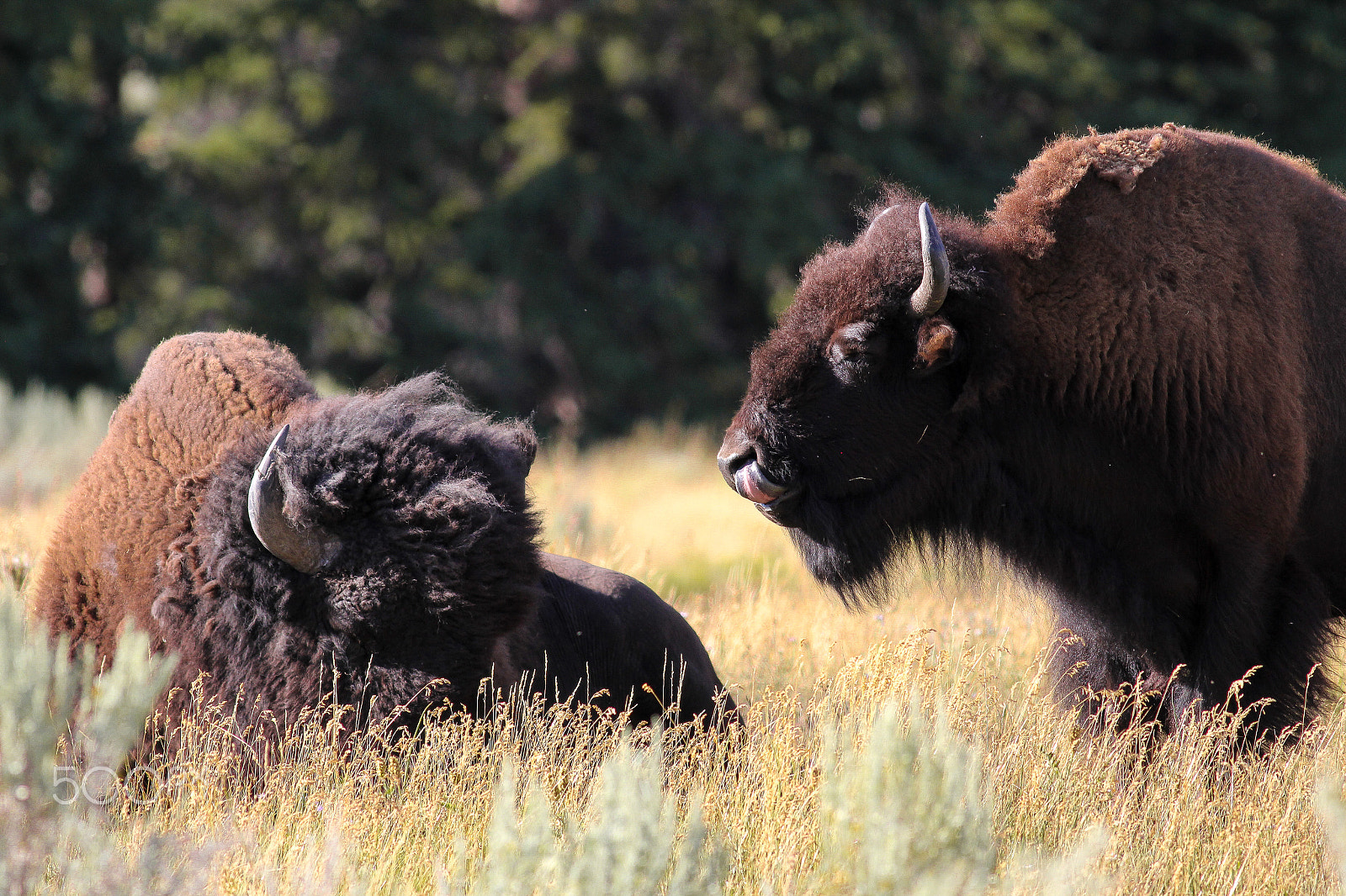 Canon EOS 60D + Canon EF 400mm F5.6L USM sample photo. Bölények / bisons photography