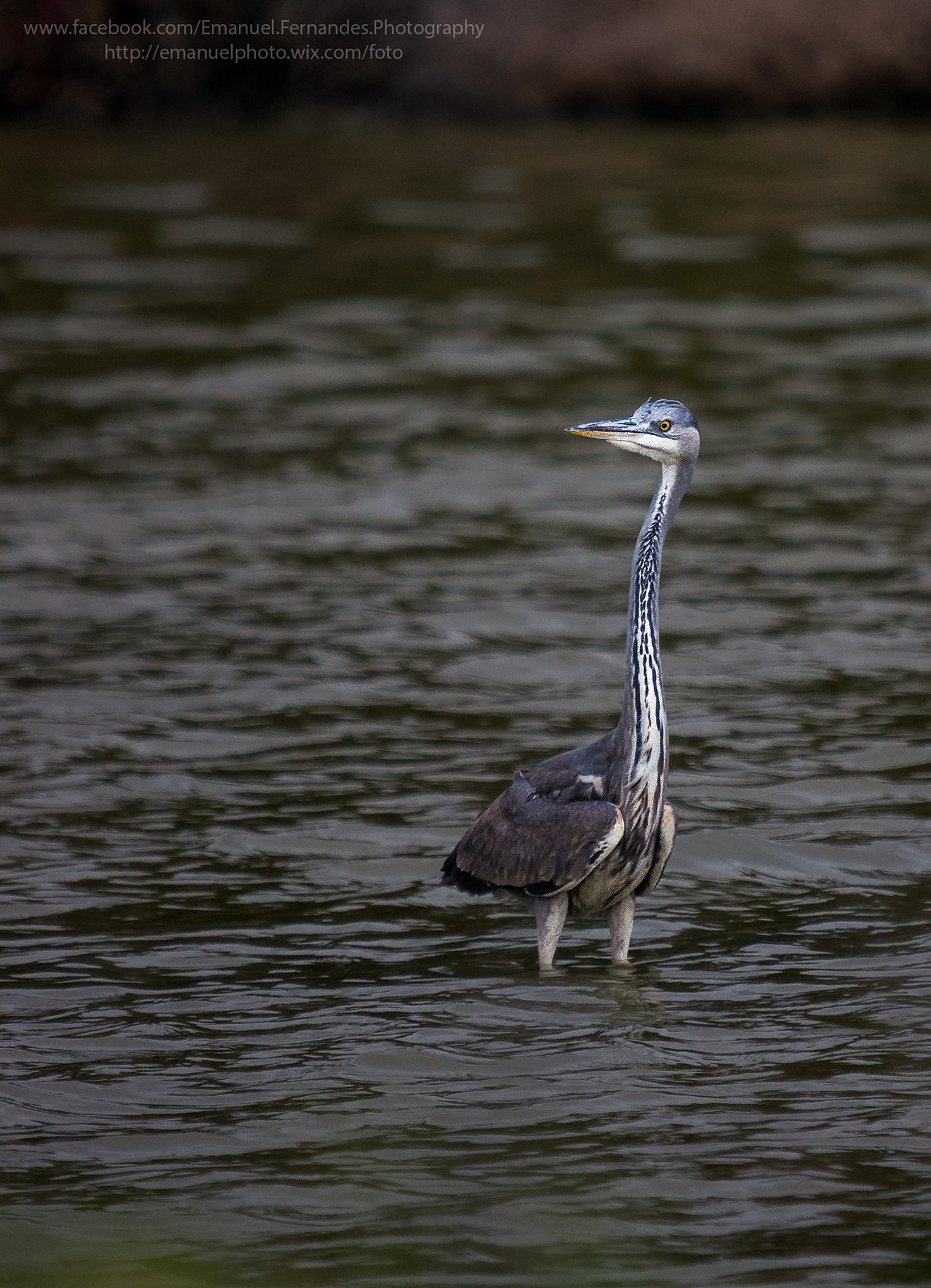 Minolta AF 300mm F2.8 HS-APO G sample photo. What !? photography