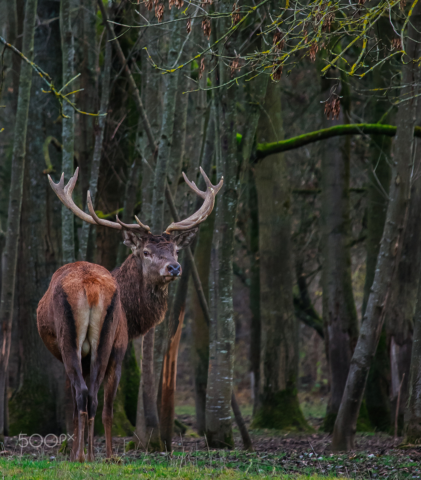 Canon EF-S 55-250mm F4-5.6 IS STM sample photo. Red deer photography
