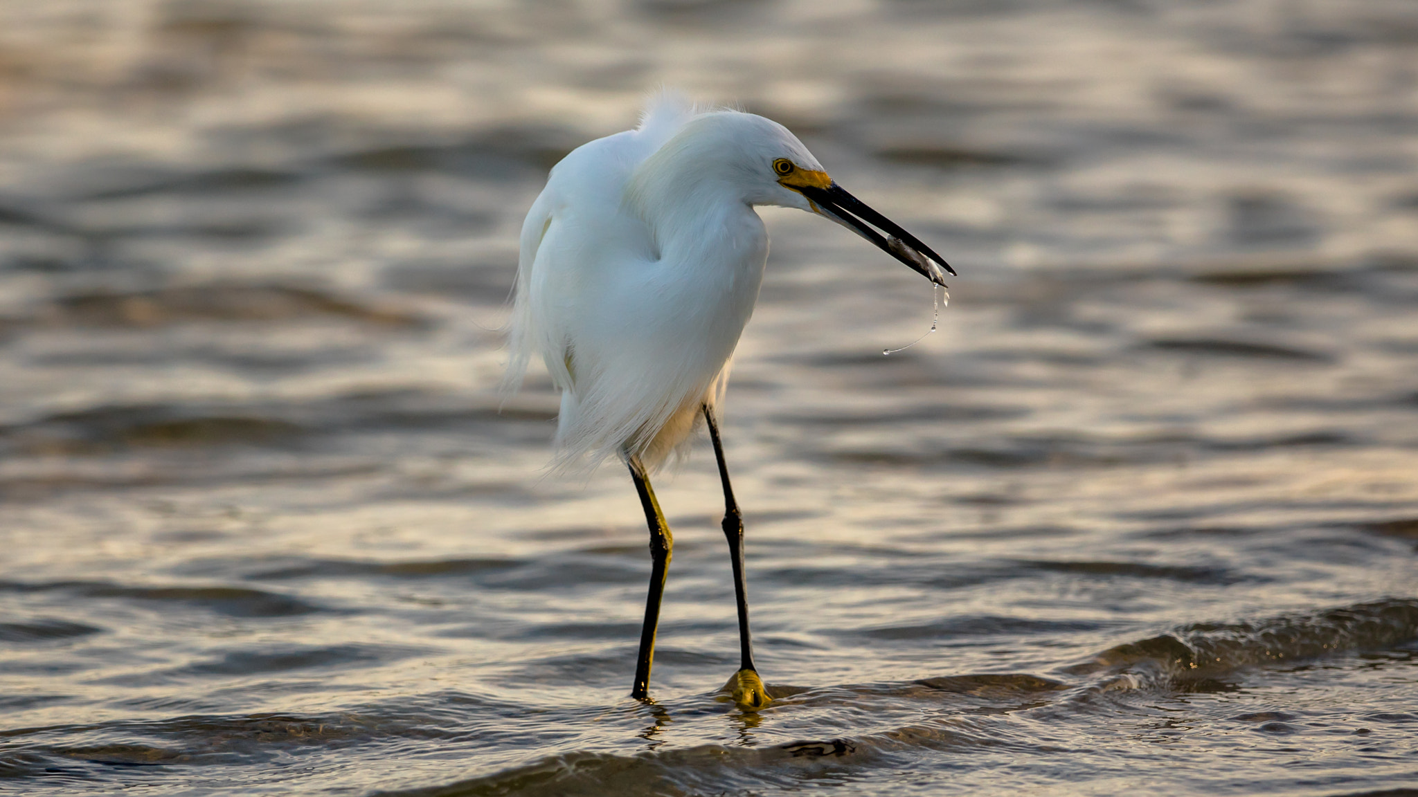 Canon EF 300mm F2.8L IS II USM sample photo. Snowy egret photography