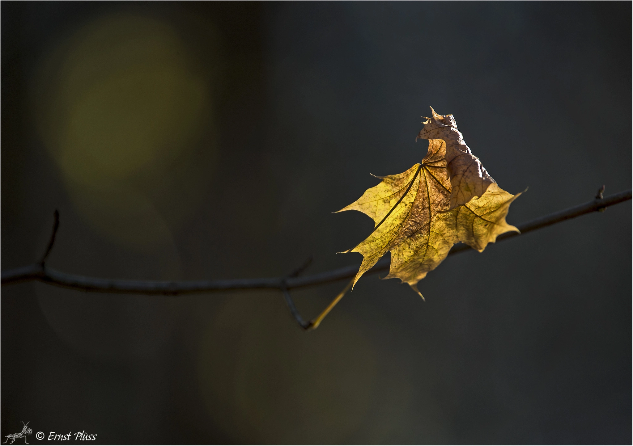 Nikon D4 sample photo. Obstinate photography