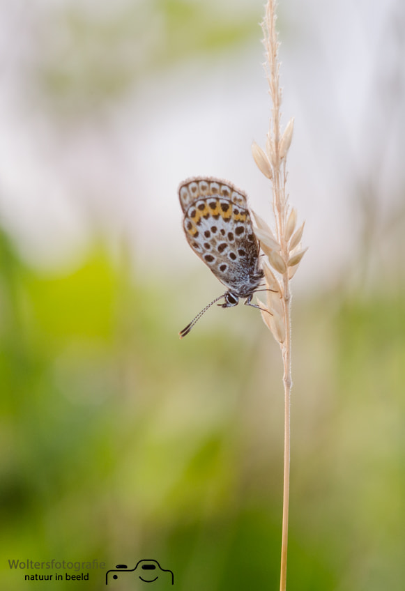 Nikon D7000 + Sigma 105mm F2.8 EX DG Macro sample photo. Butterfly in the morning photography