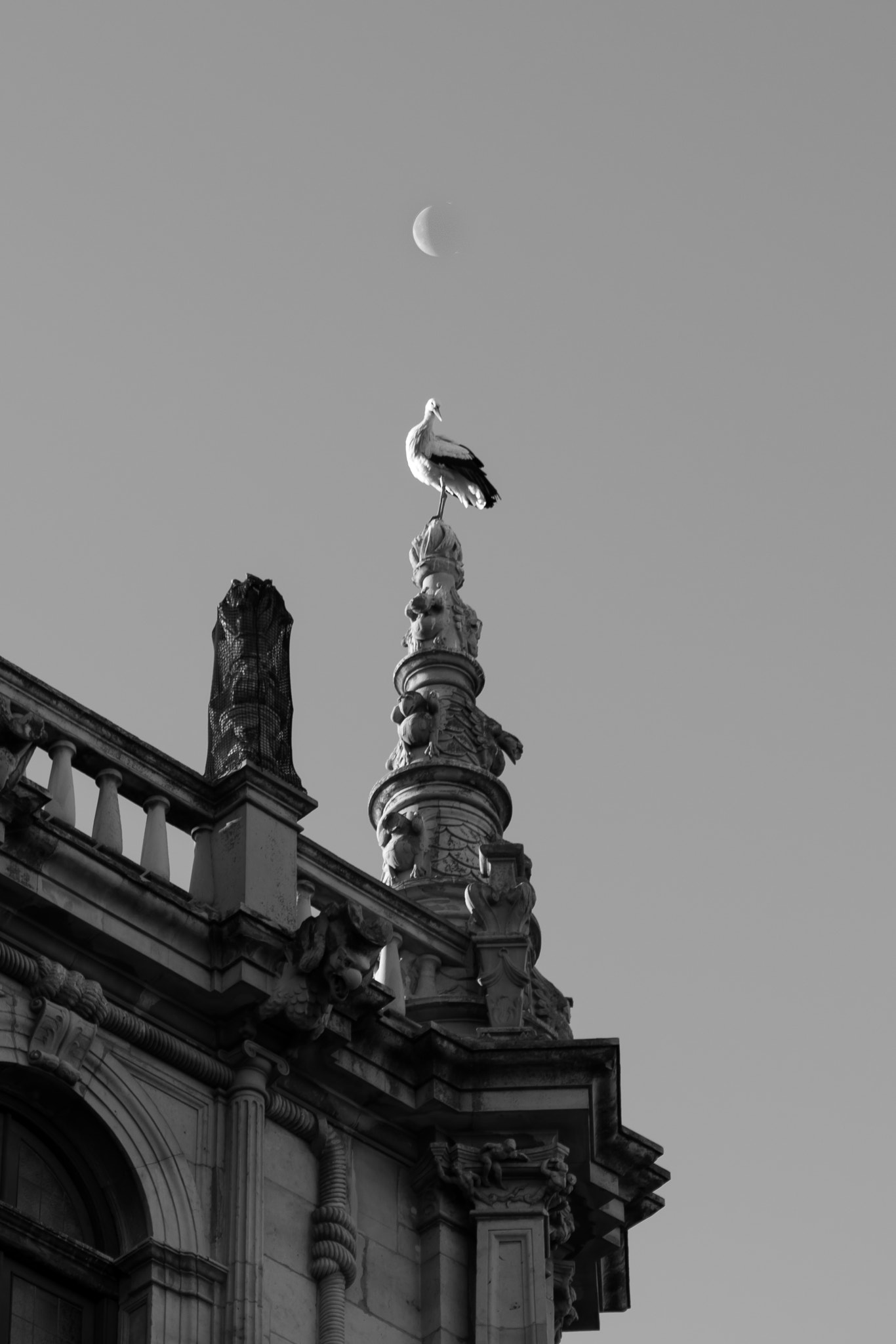 Tamron SP 24-70mm F2.8 Di VC USD sample photo. The stork and the moon photography