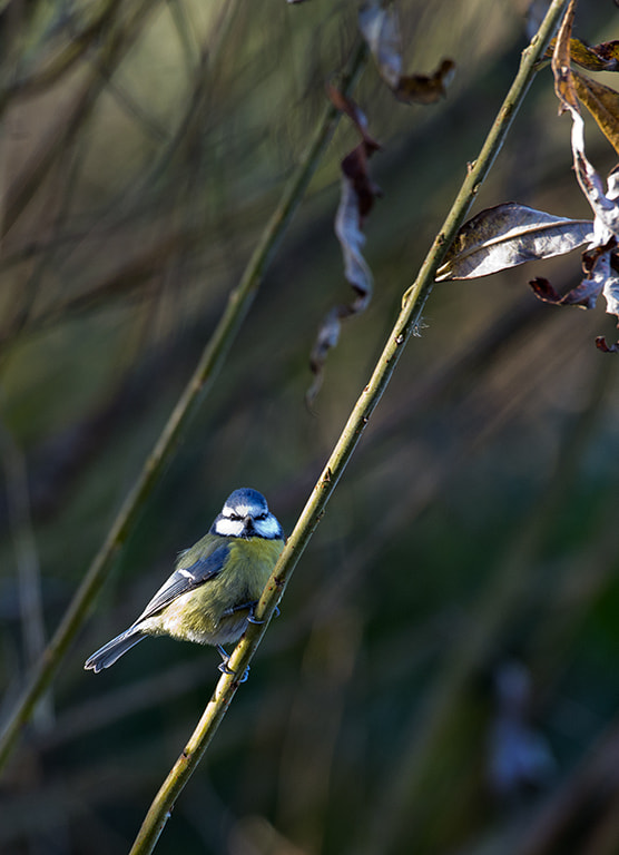 Nikon AF-S Nikkor 600mm F4D ED-IF II sample photo. Blue tit photography