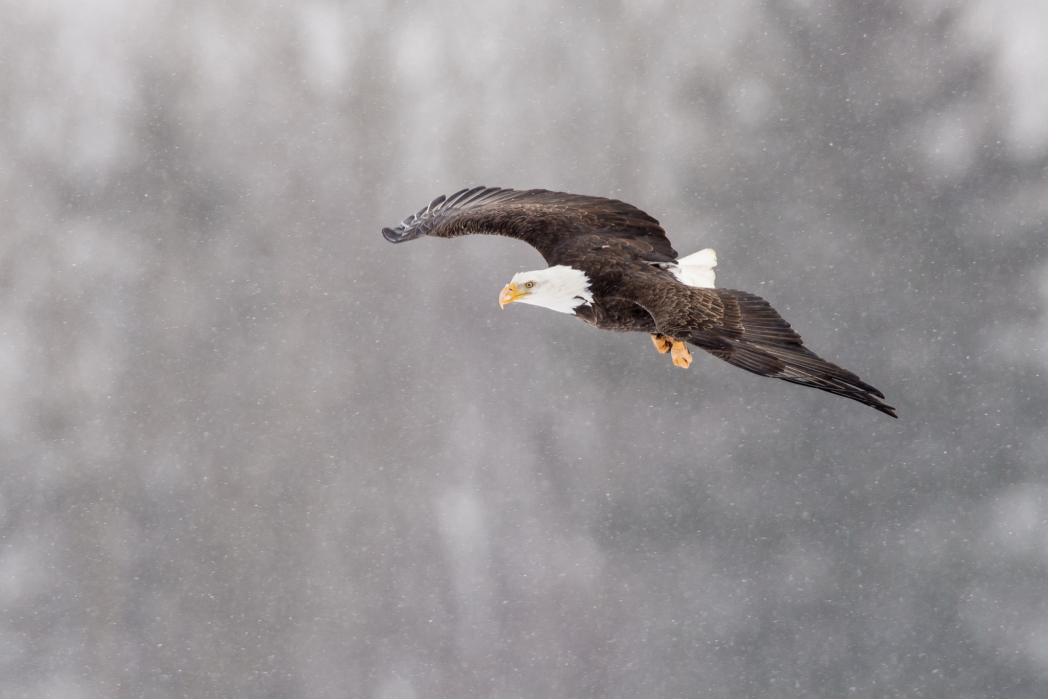 Nikon AF-S Nikkor 600mm F4D ED-IF II sample photo. Bald eagle photography