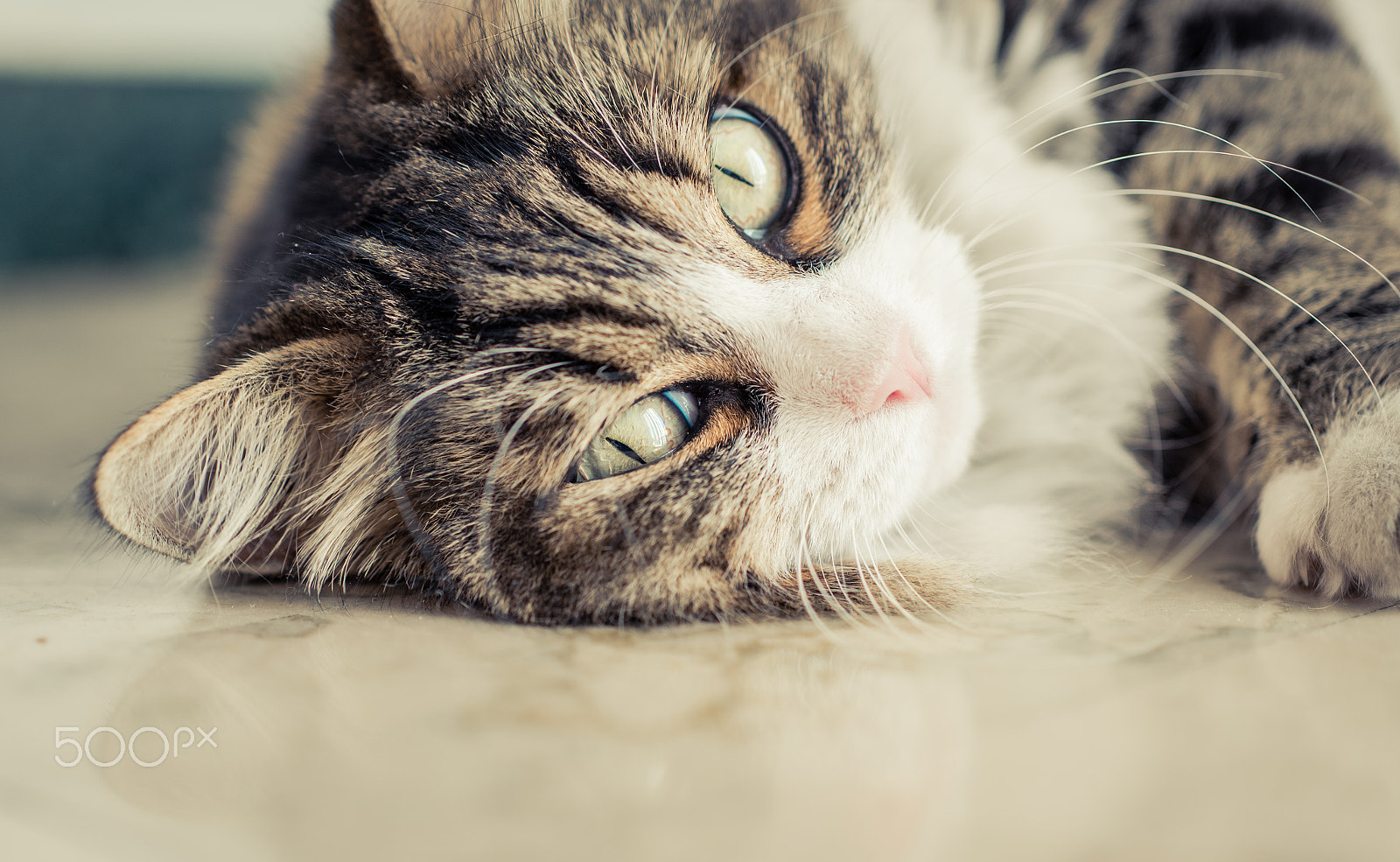 Nikon D610 + Sigma 50mm F2.8 EX DG Macro sample photo. Cat close up photography