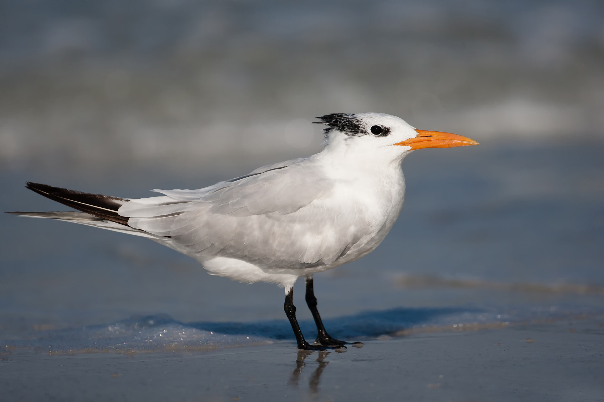 Canon EOS-1D Mark III + Canon EF 500mm F4L IS USM sample photo. Royal tern photography